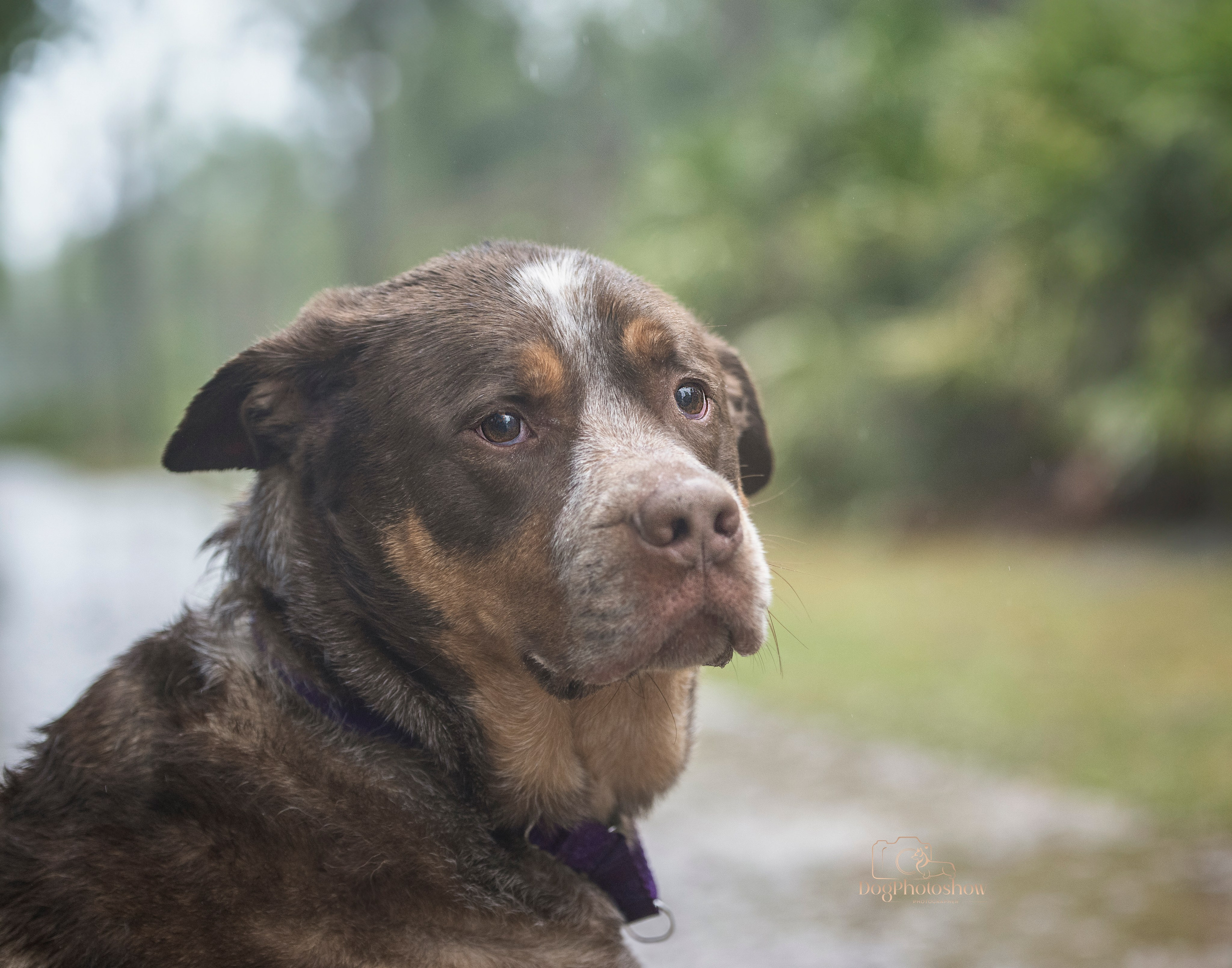 📸 7. Katerina Royter Pet Photographer North Florida