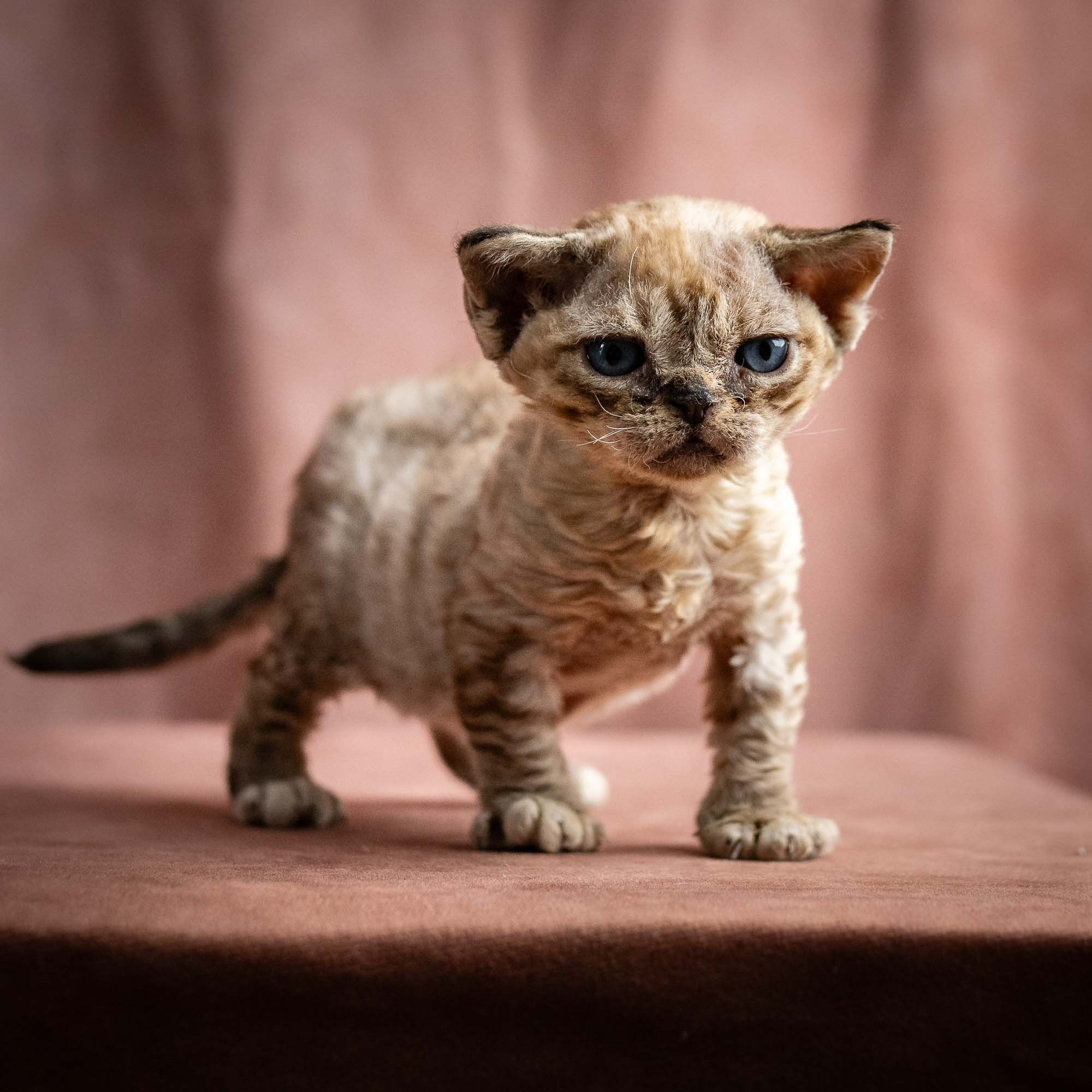 Remy, boy, born 05.08.26. Devon Rex Pixie Cattery