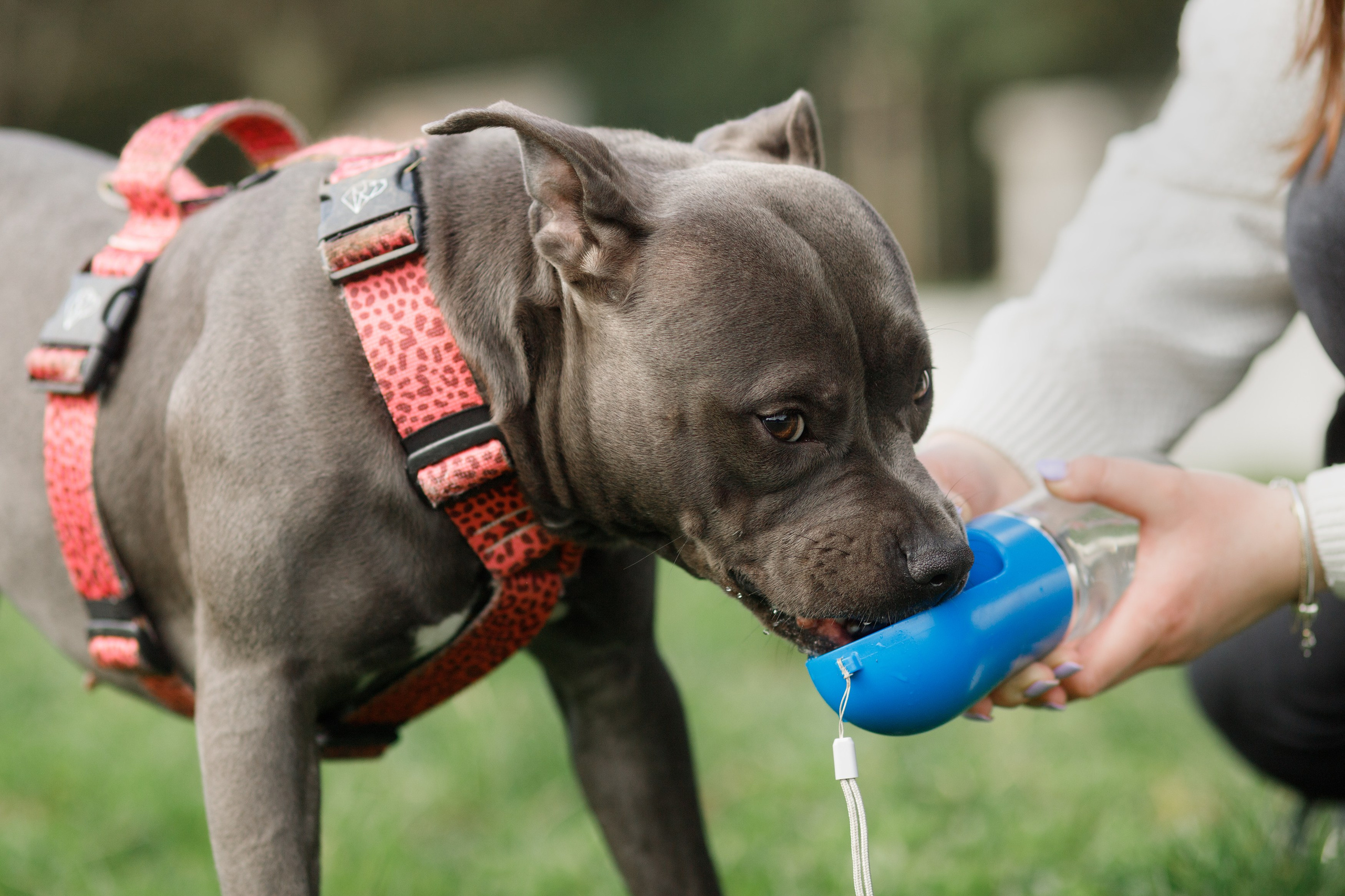 Bombka. Kaja | fotograf we Wrocławiu | ludzie i psy