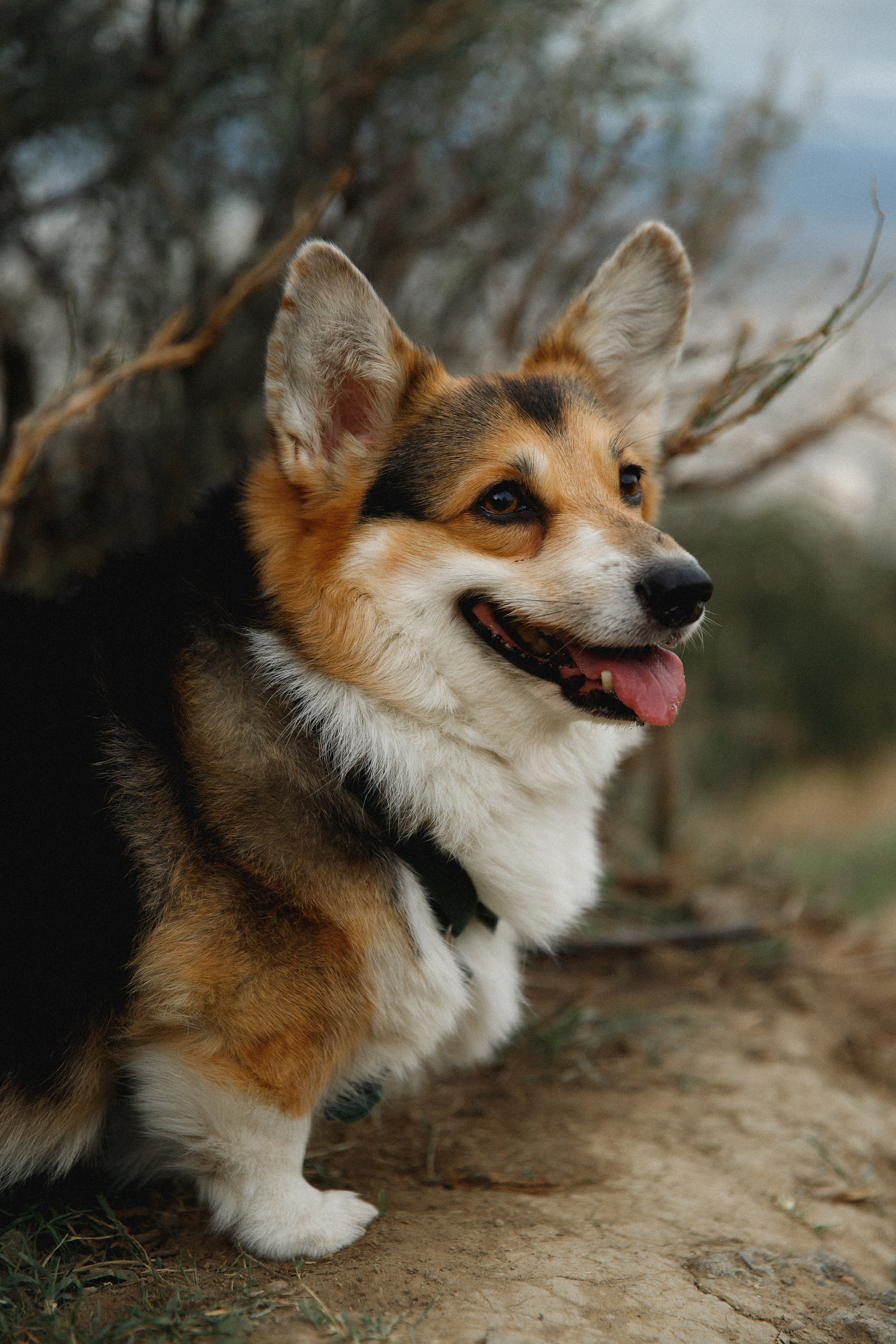 Sasha & Leonid. Kaja | fotograf psów we Wrocławiu