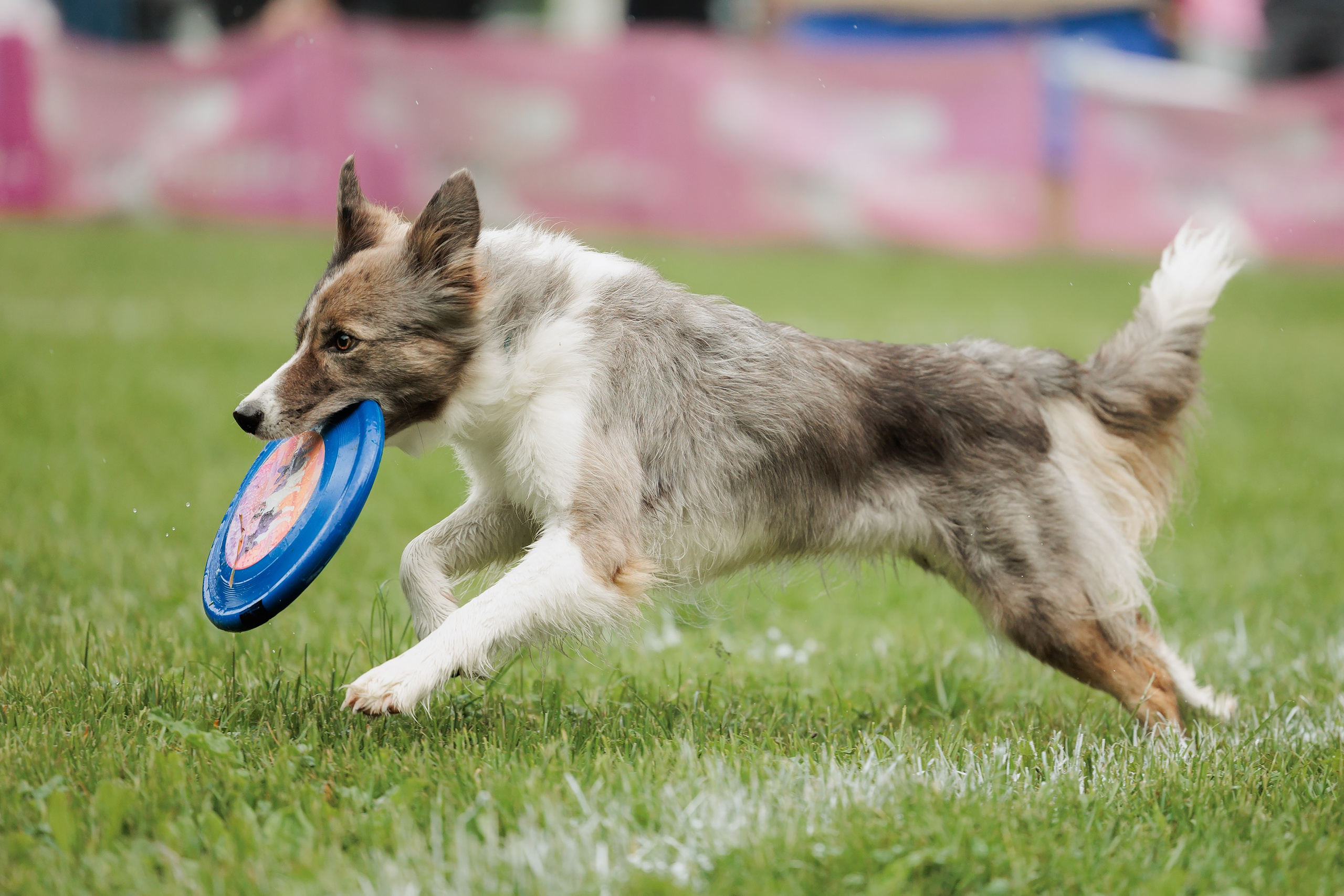 Latające psy, Wrocław'25. Kaja | fotograf psów we Wrocławiu