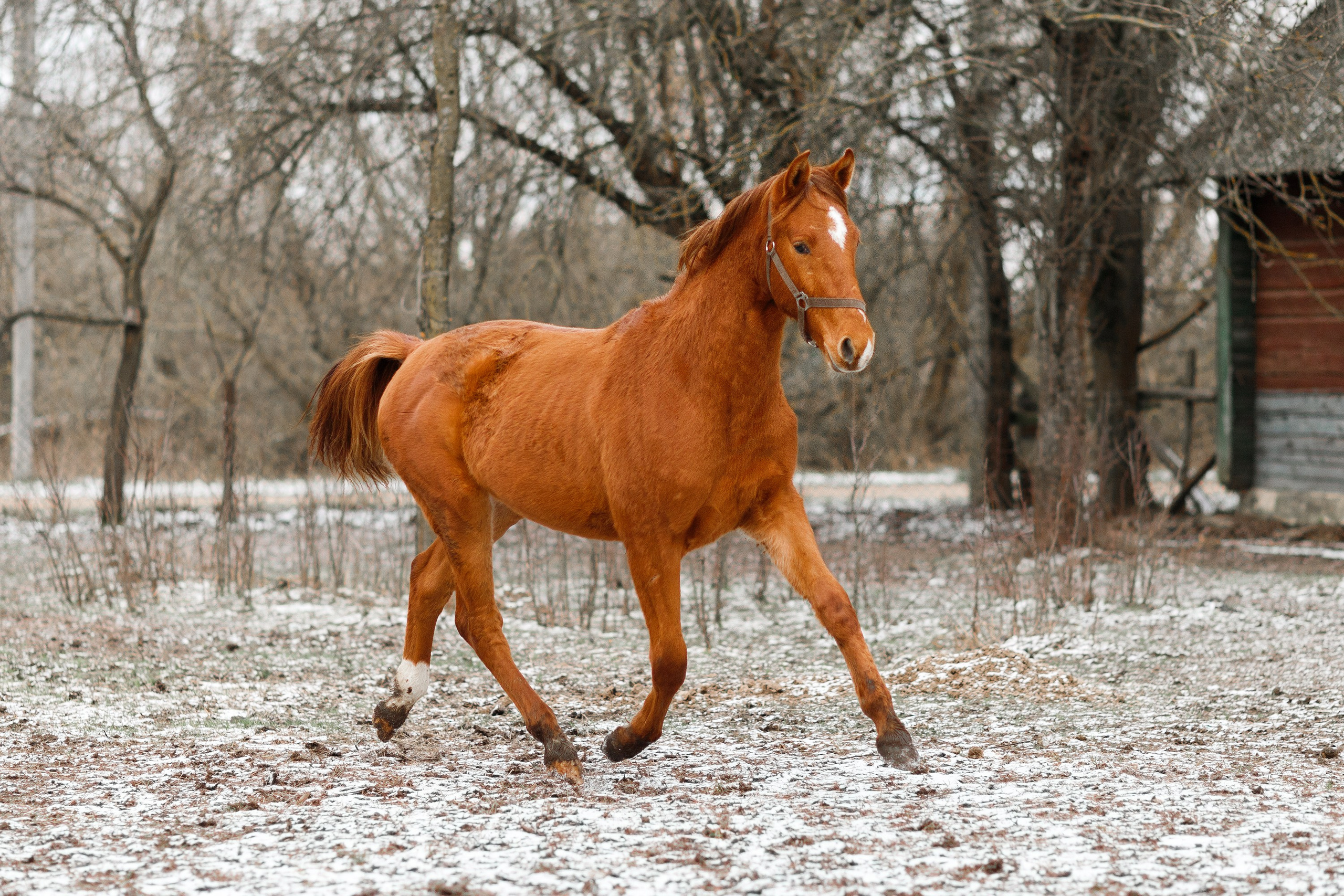 Winter stable. Kaja | fotograf psów we Wrocławiu