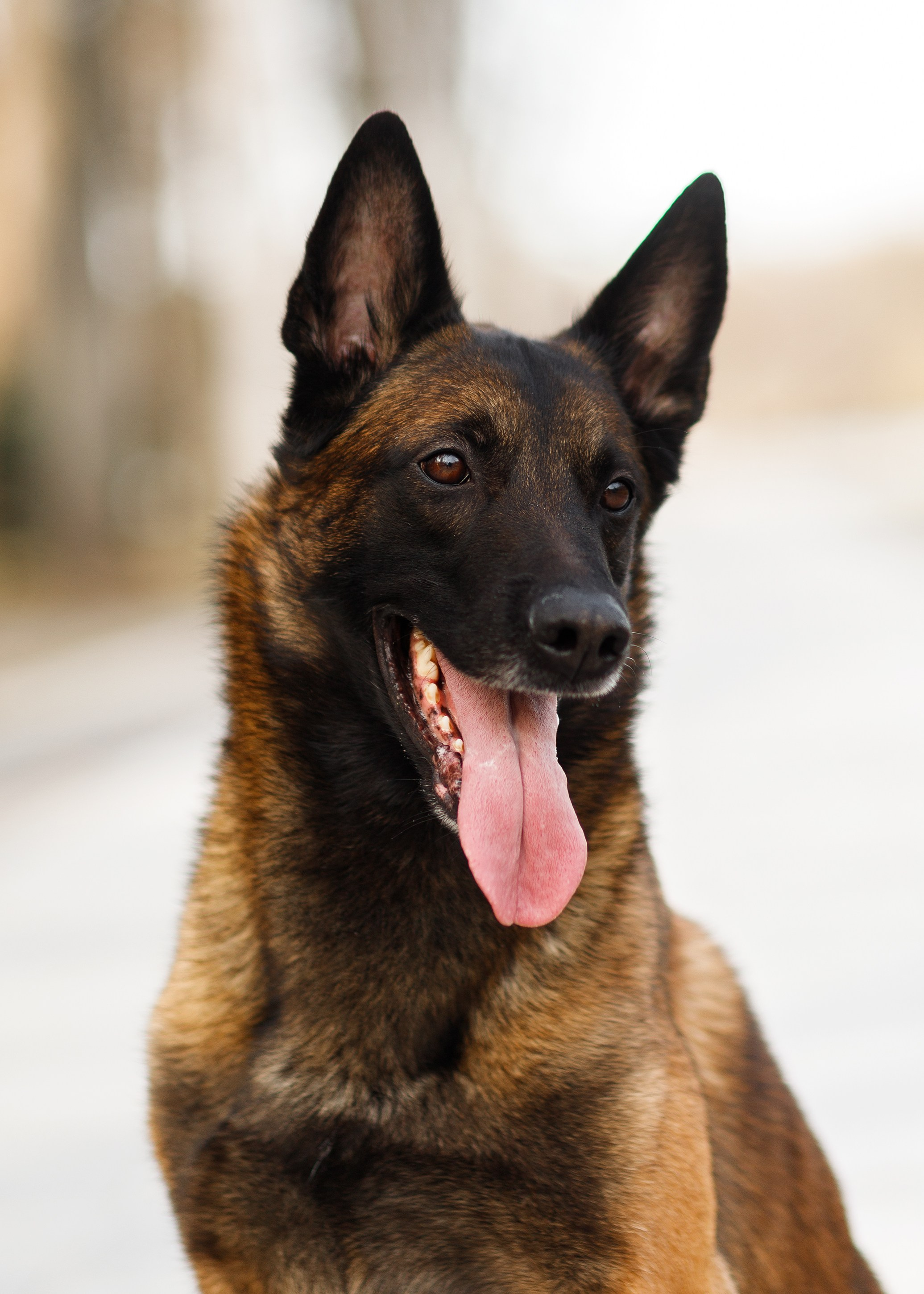 Autumn photo day for dog handler. Kaja | fotograf we Wrocławiu | ludzie i psy