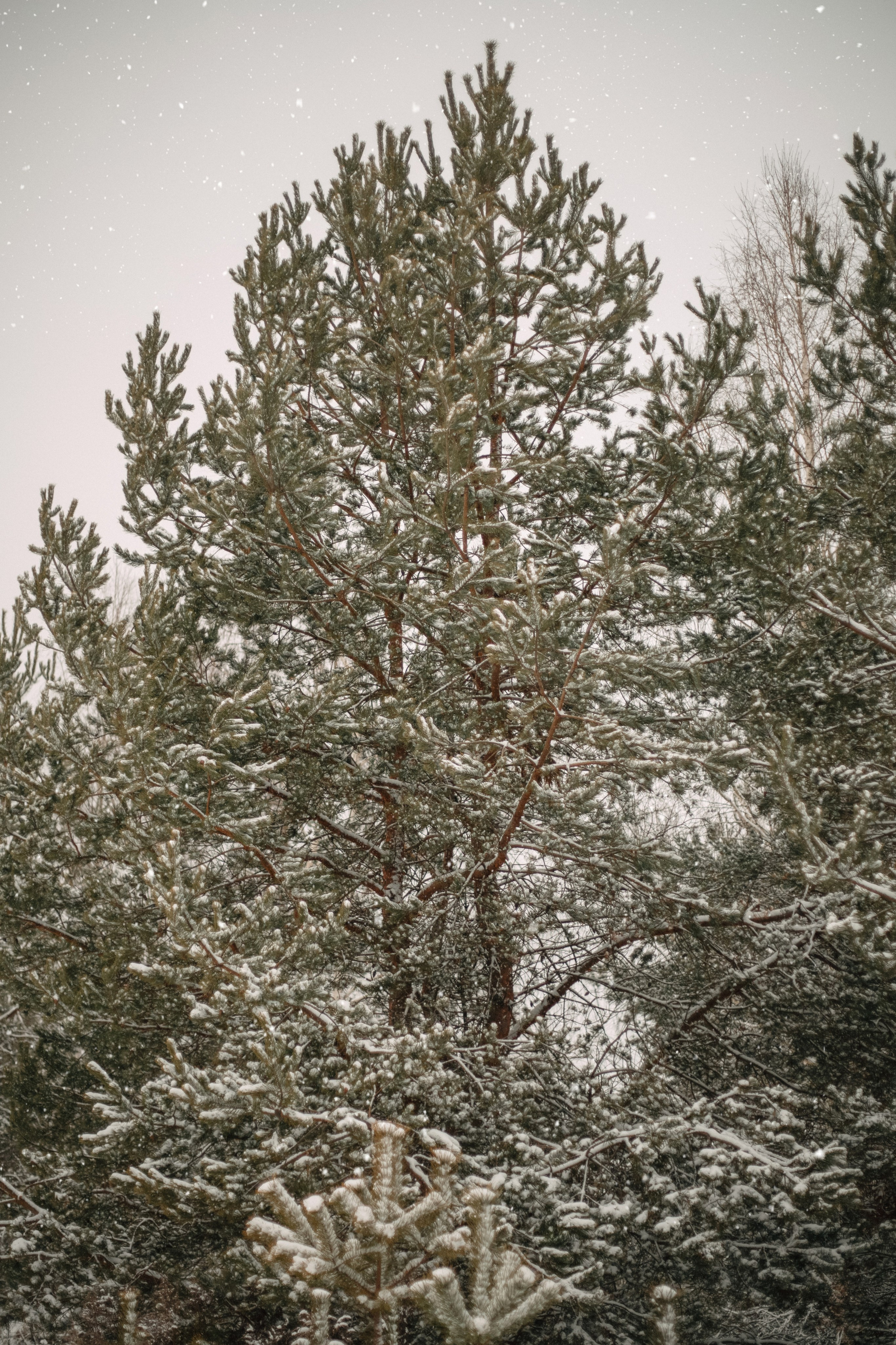 V + I + A + A. Photographer Inna Kalmykova