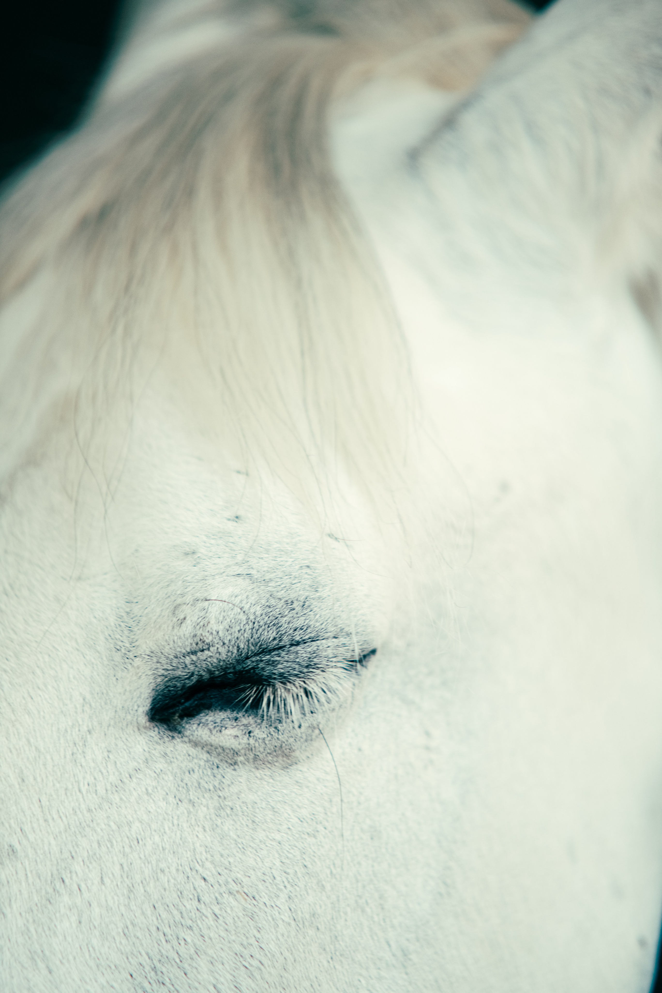 HORSES. Anastasiia Antoniuk portrait, family and couple photographer, Portugal