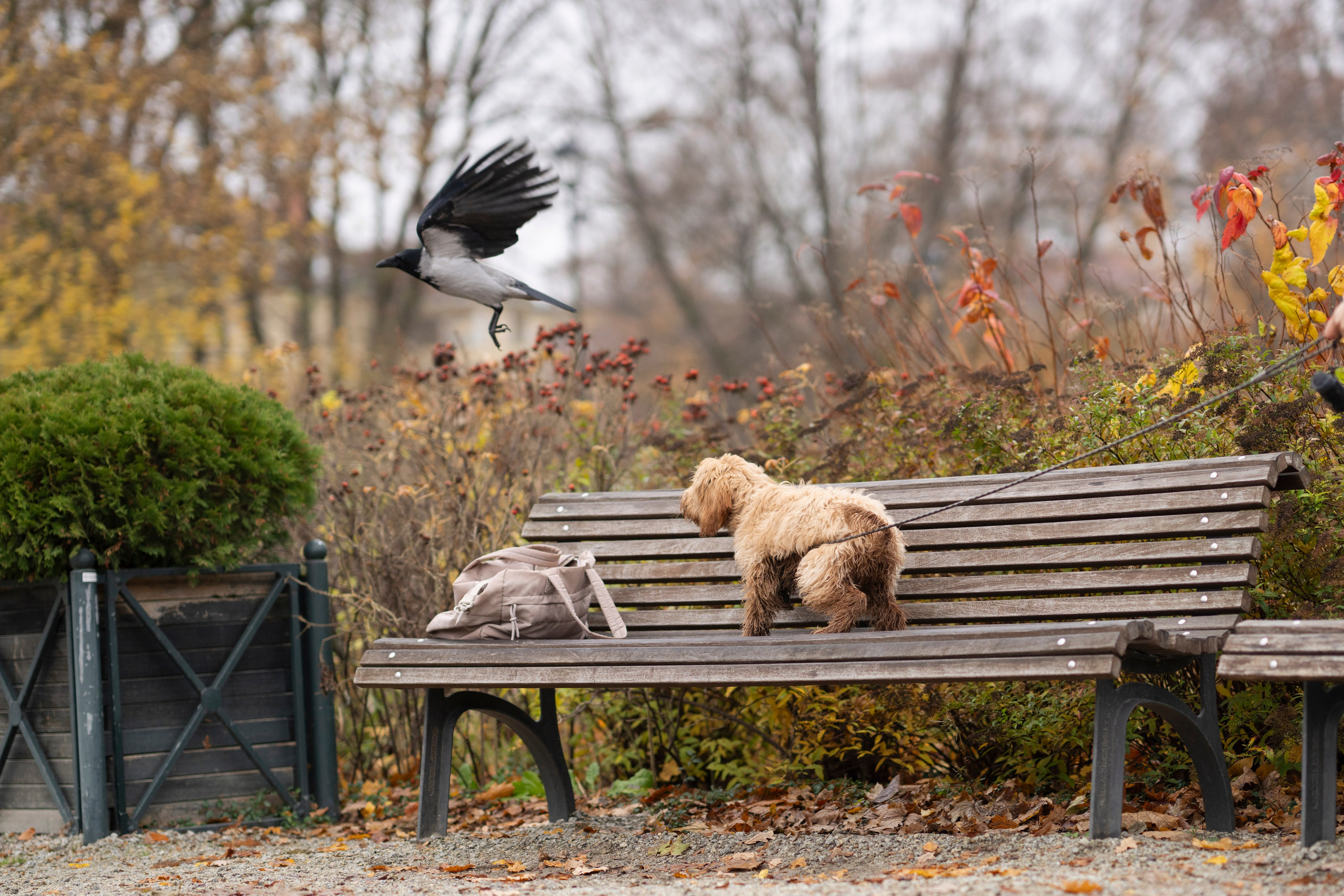 Justina, Kopa ir rudeninis Vilniaus centras. Vita Klimaševska ○ Fluffy Soulmate Photography