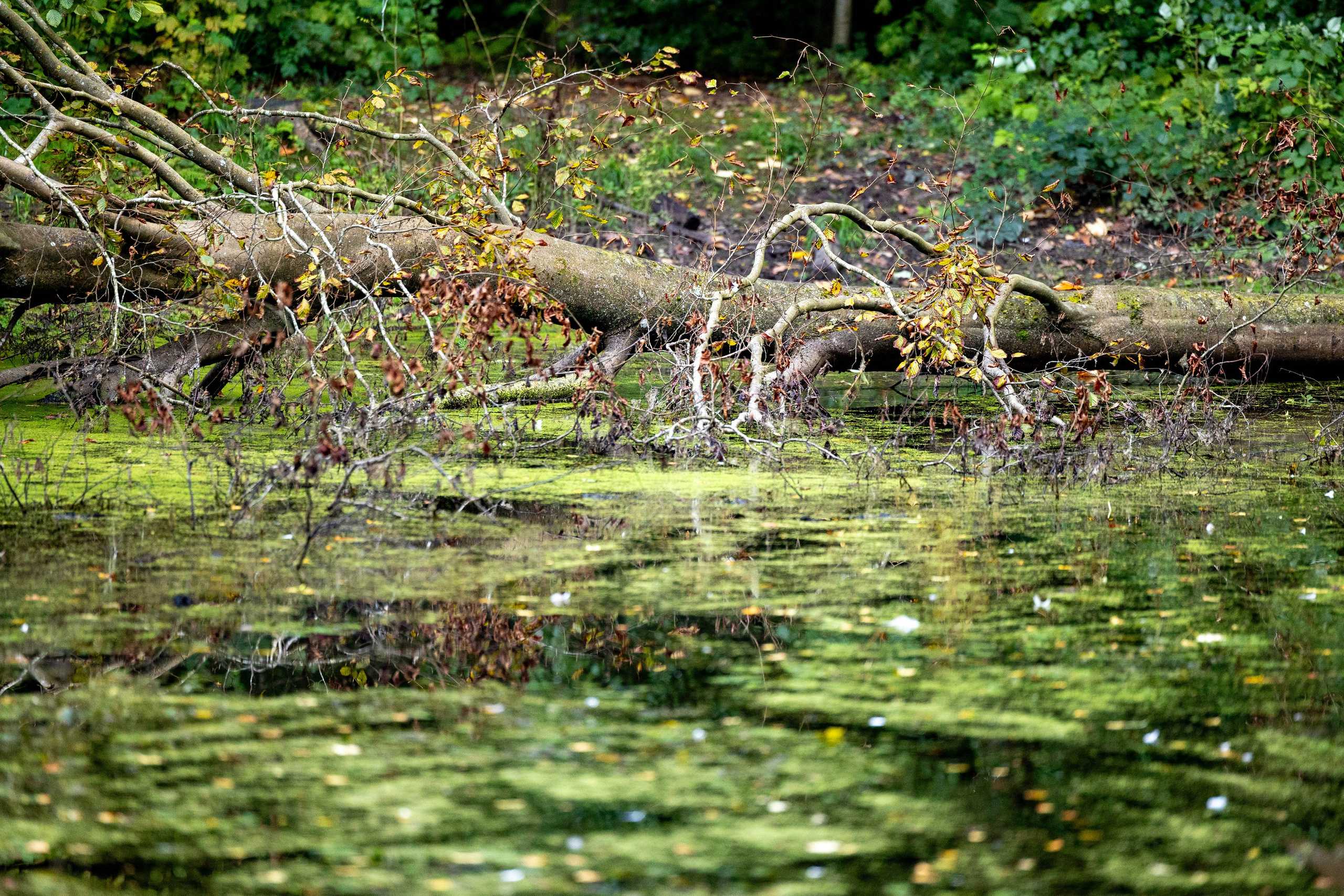 Efterår. Fotograf Aarhus | Portrætfoto Århus | Flotte billeder