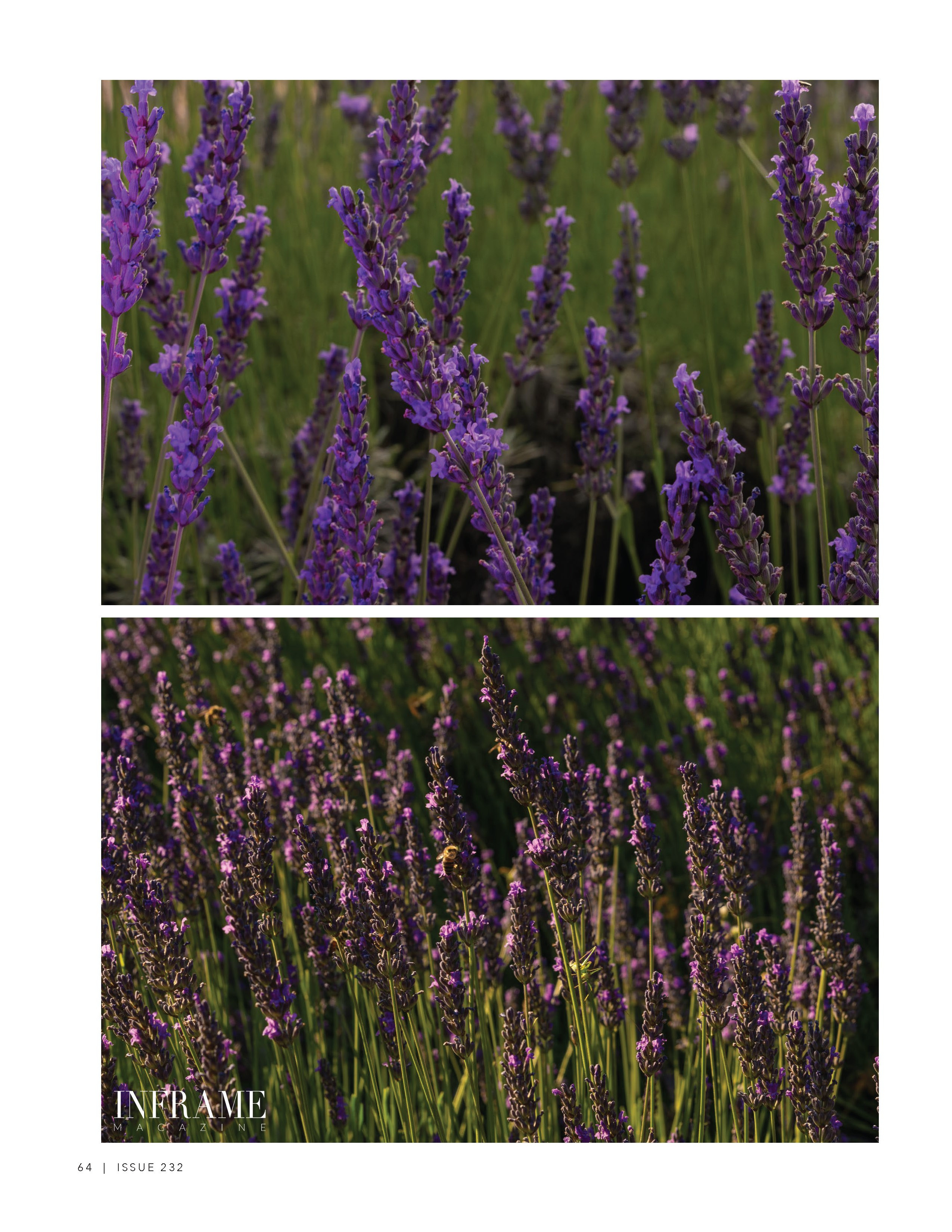 Lavender Light — fashion editorial with summer elegance. Victoria Fedoseenko. Photographer from Serbia