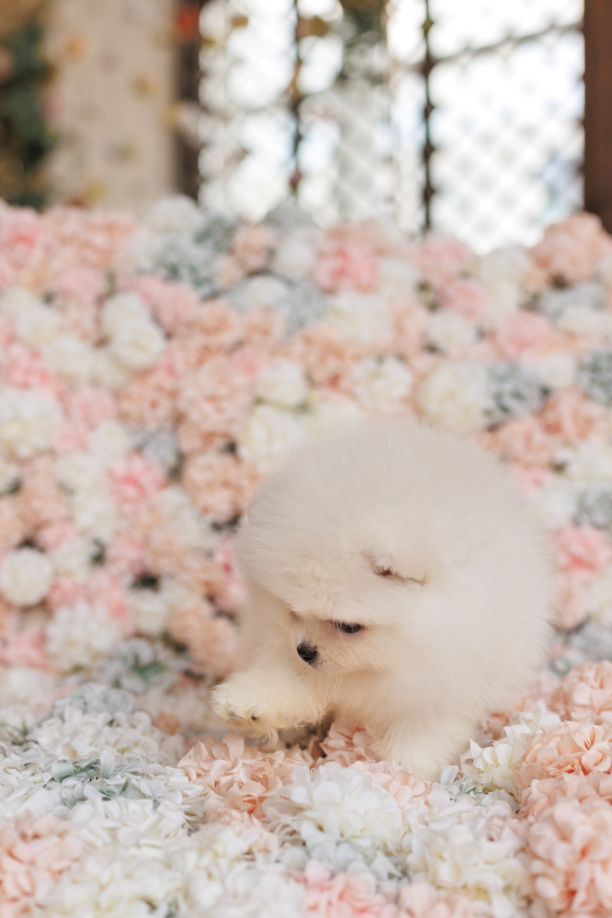 Pomeranian puppies. Семейный фотограф в Кишинёве Пулькина Ольга