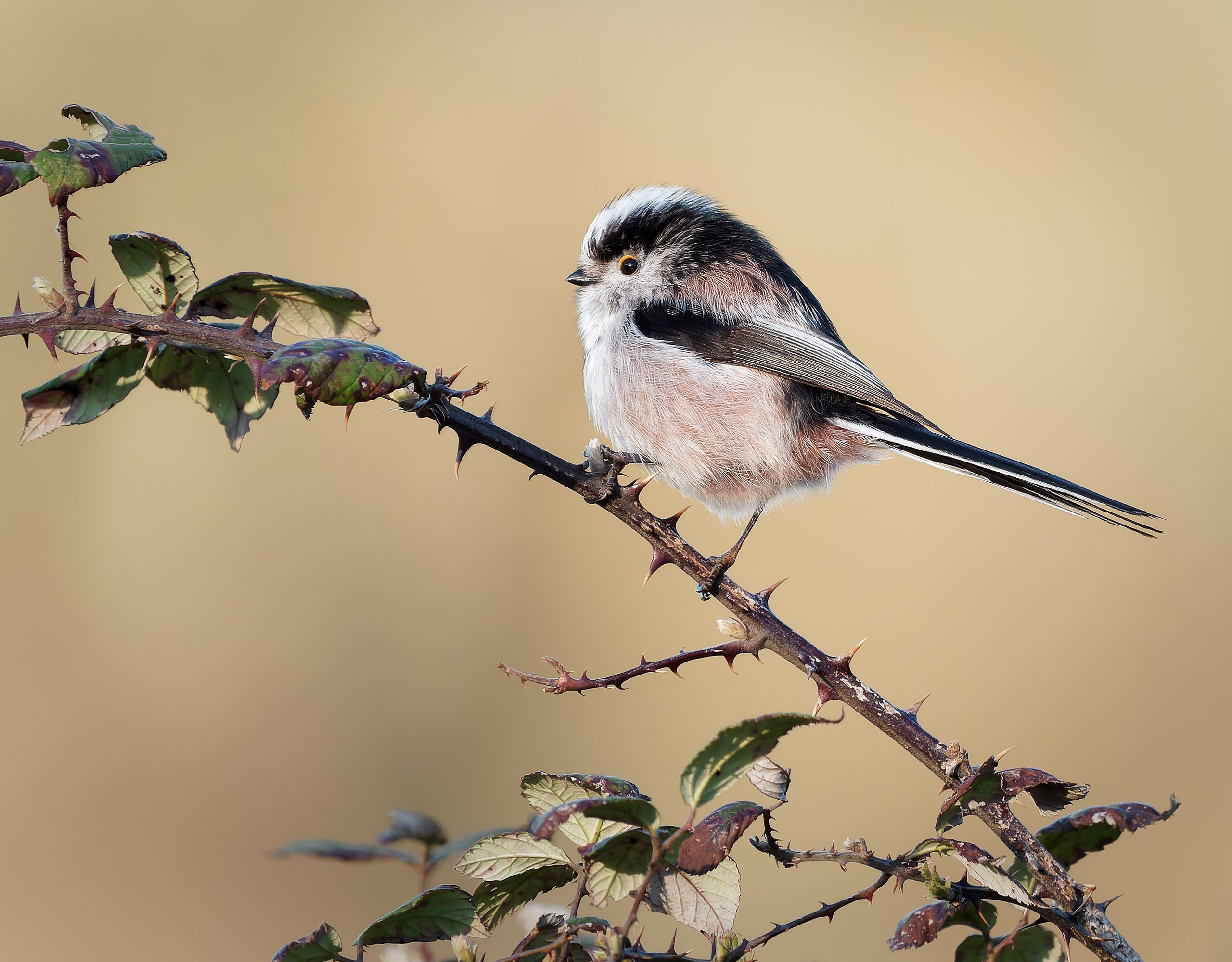 UK Wildlife Photography Gallery. Hedley Wright Photography | East Anglia Sport, Street, Wildlife, Landscape & Astrophotography