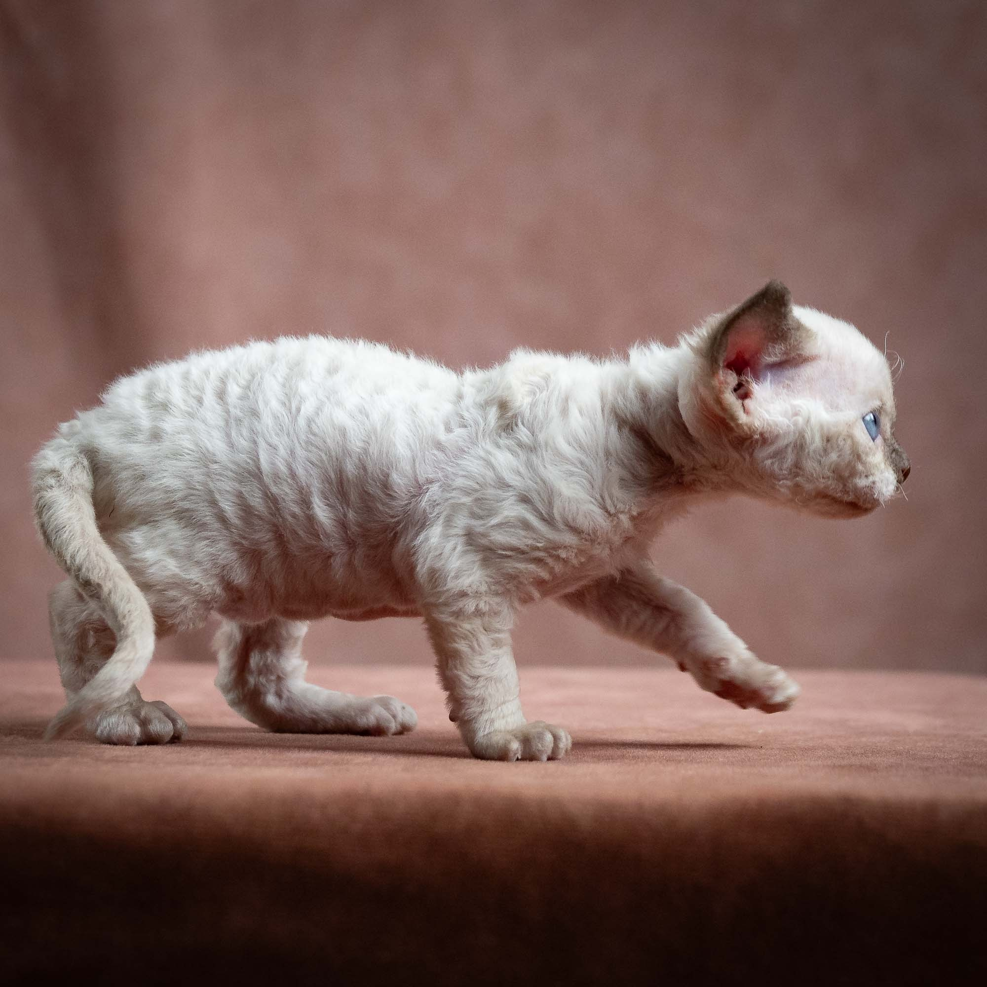 Mila, girl, born 01.15.26. Devon Rex Pixie Cattery