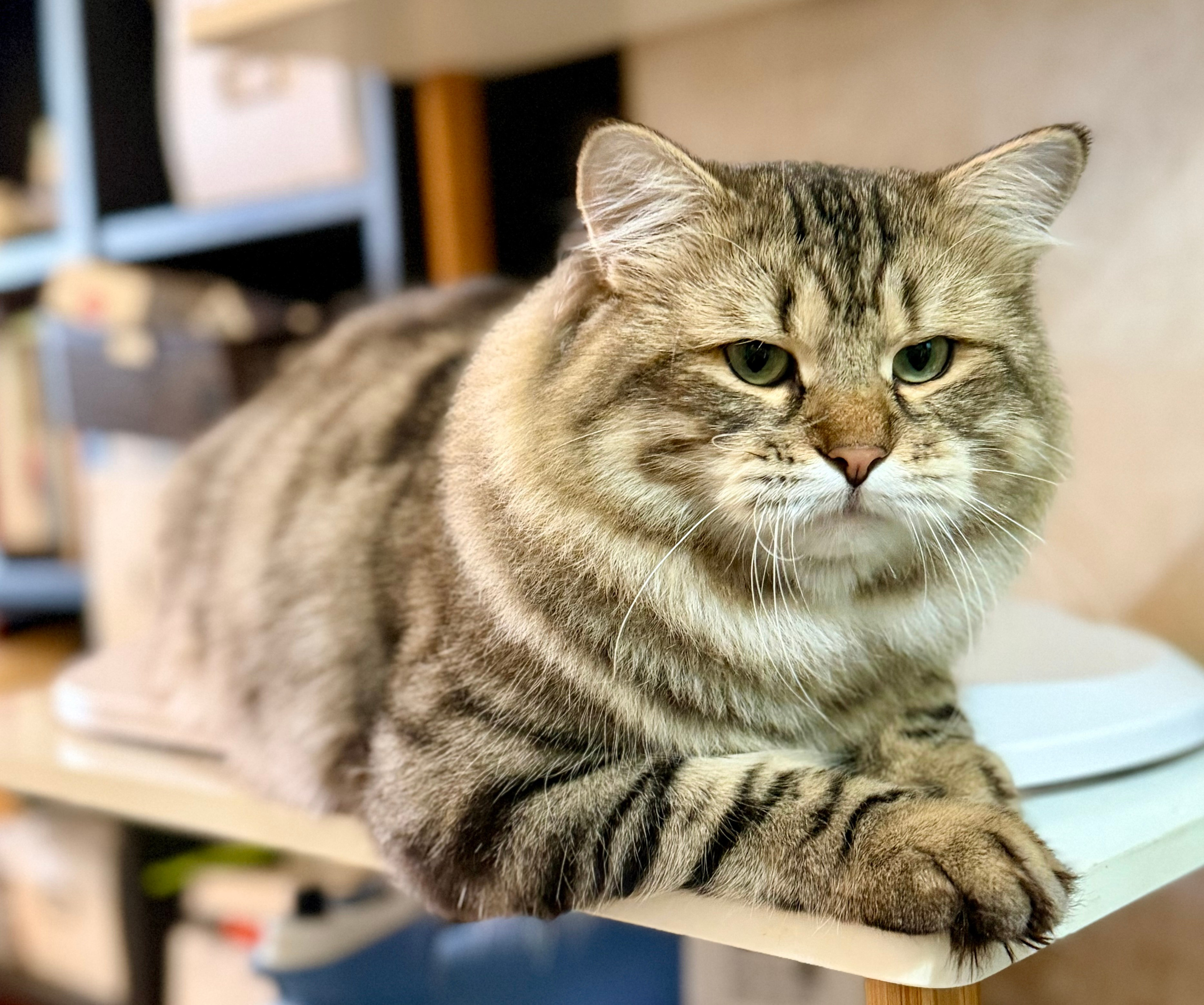 LEMON GREEN SIBERIANS CHUDO