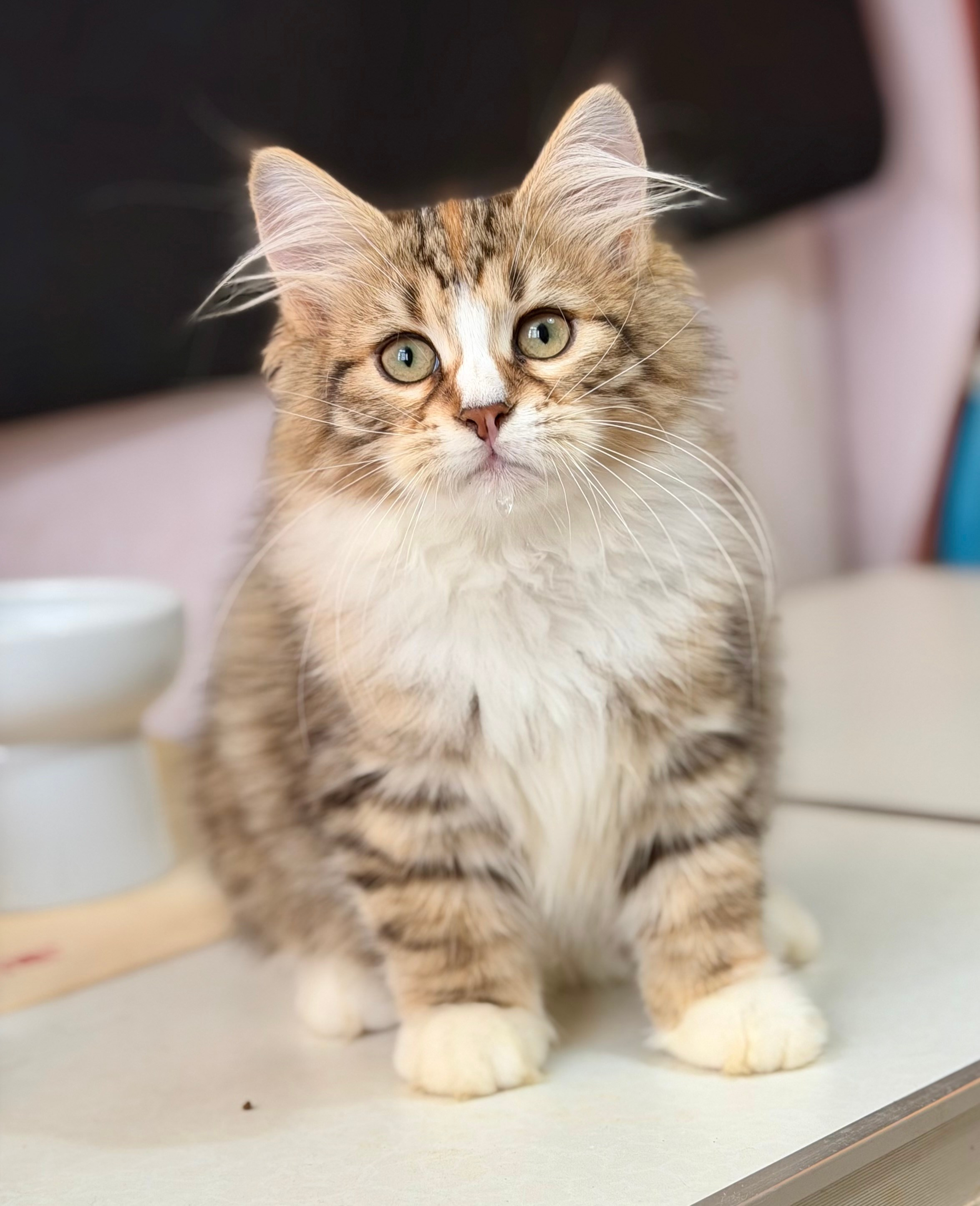 Eliza. LEMON GREEN SIBERIANS 香港西伯利亞貓舍