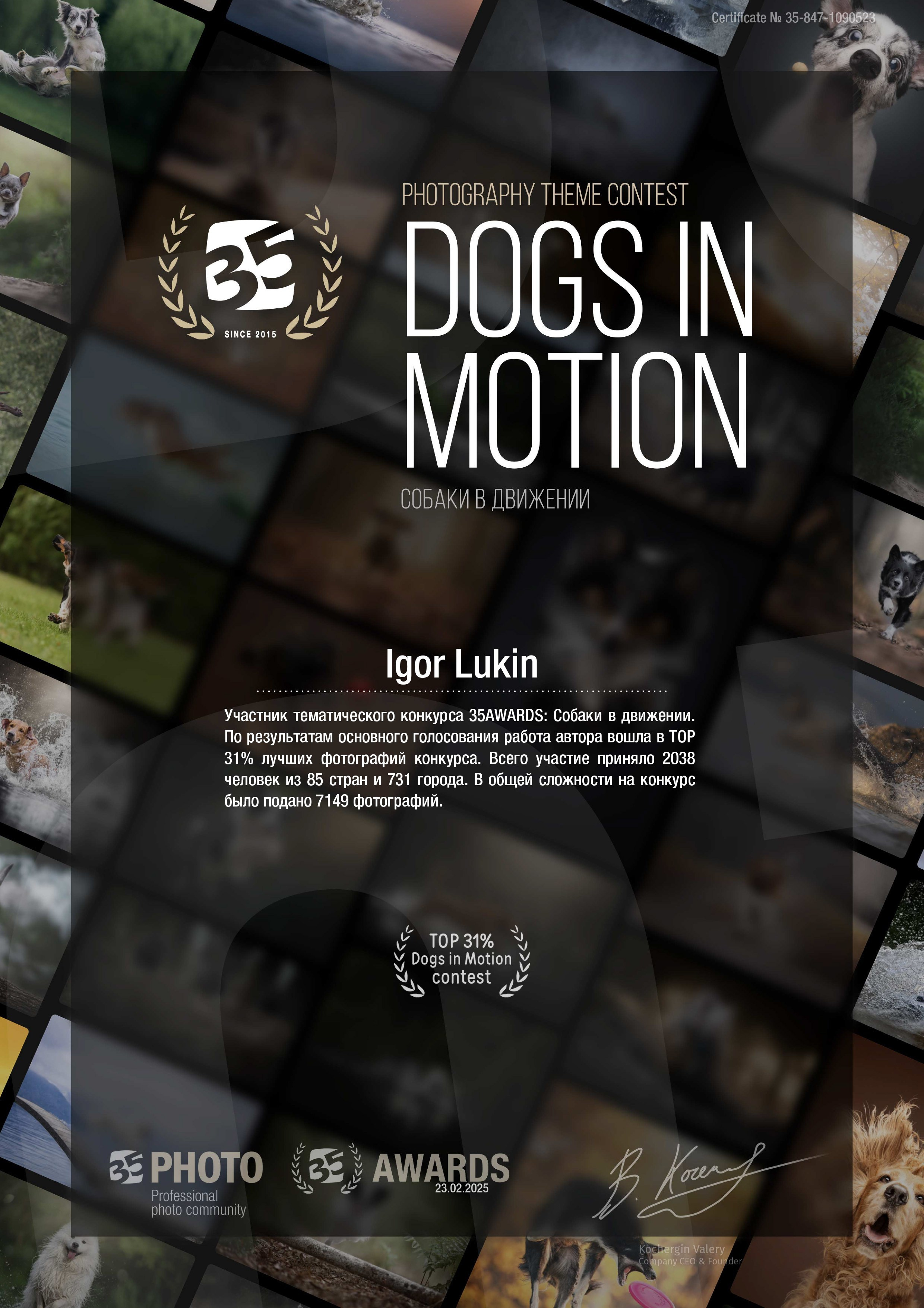 САБАКИ В ДВИЖЕНИИ. LUKIN IGOR Photography