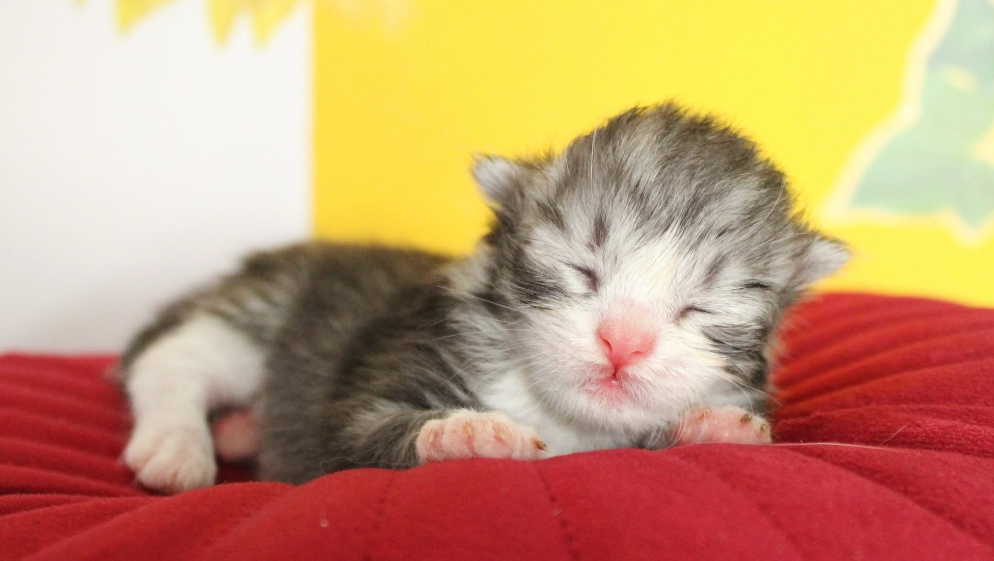 Katzen | Females. SIBERIALIS: Katzenzucht von Sibirischen und Neva Masquarade Katzen