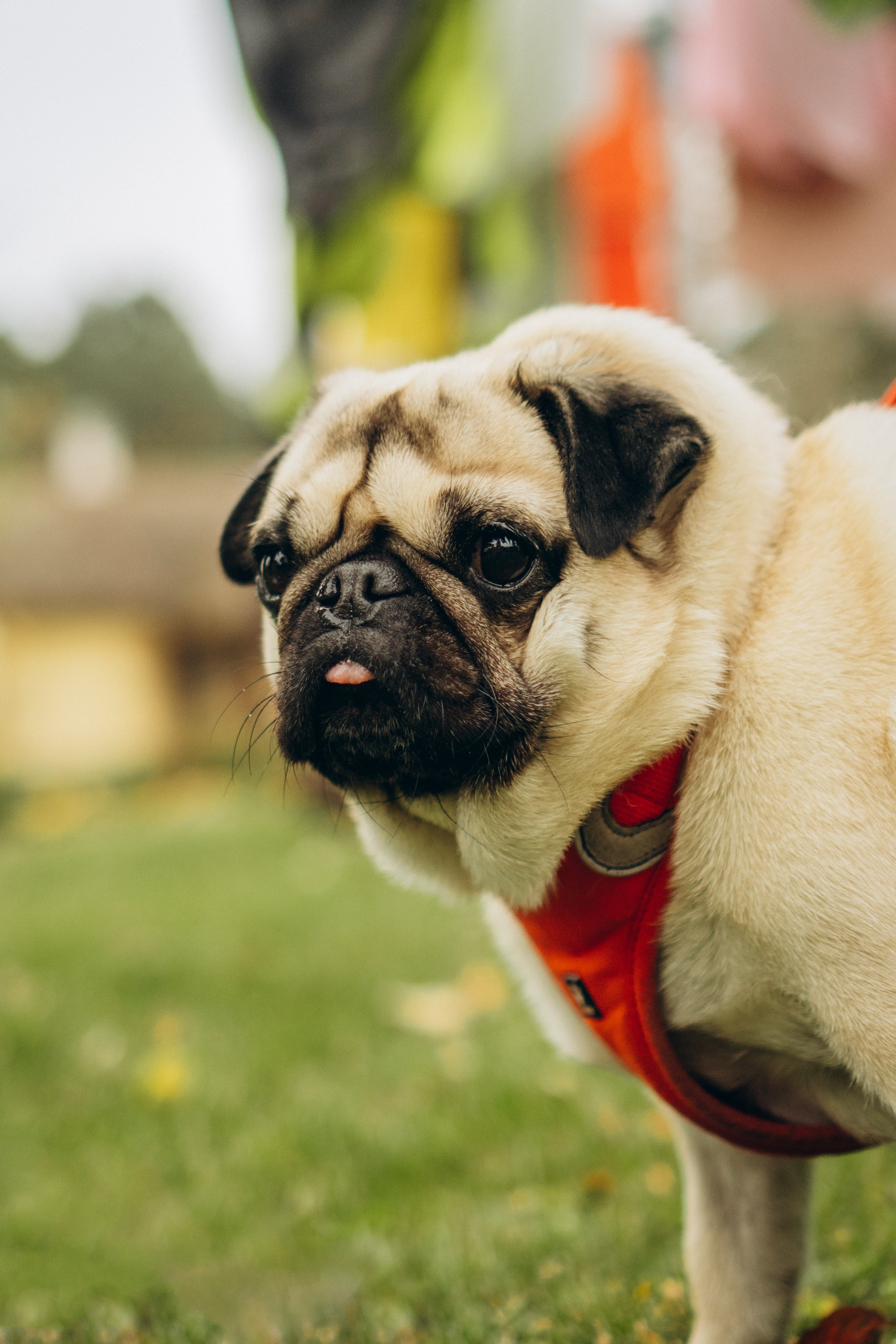 Jelena and her Sandy, Pug and Katja and her Safiir, Cardigan Welsh Corgi. Kat Laisaar — Pet photographer in Tallinn