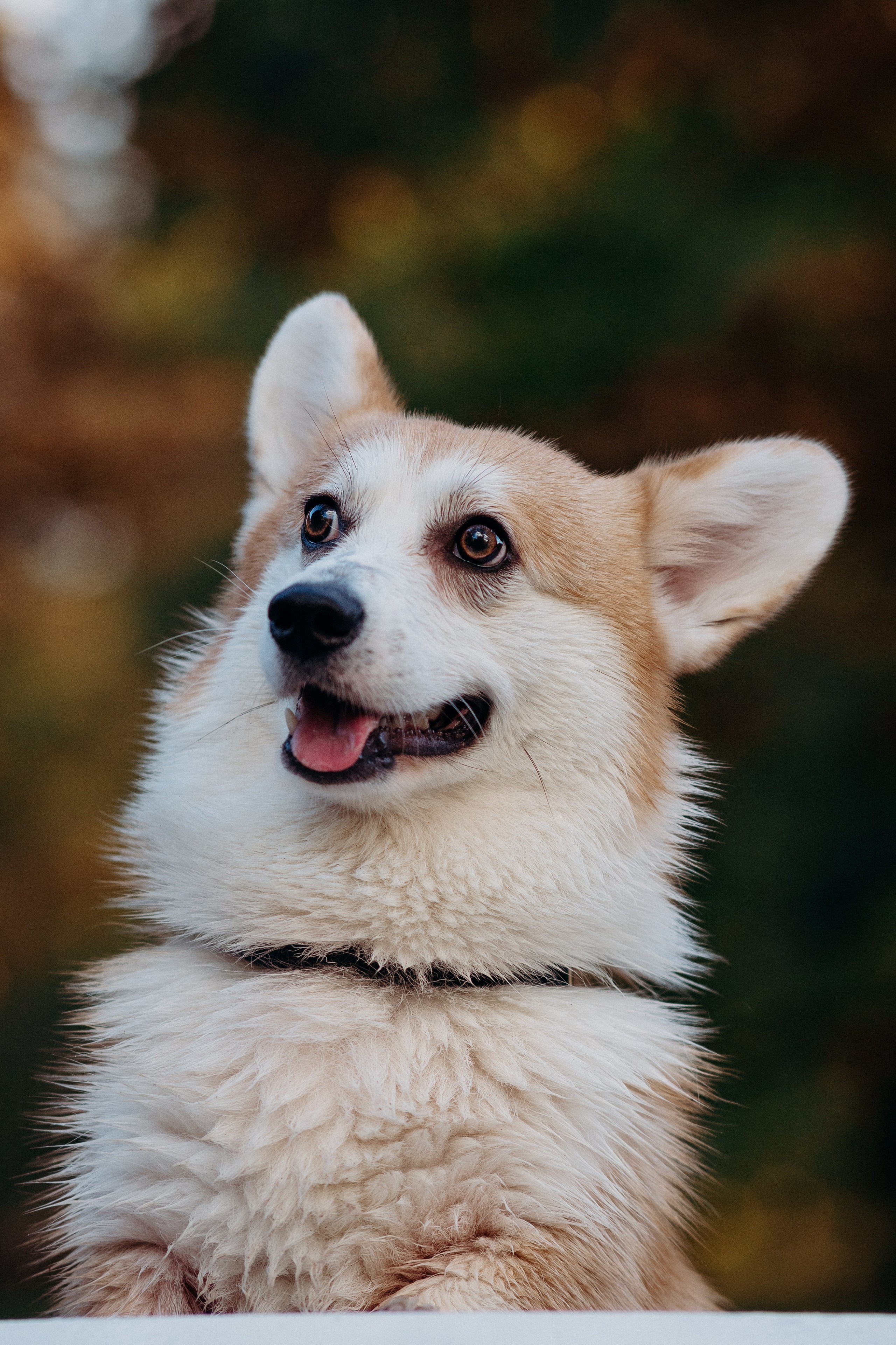 Liisa, Alexander & Marsel. Фотограф-анималист в Таллинне, Катя Лайсаар