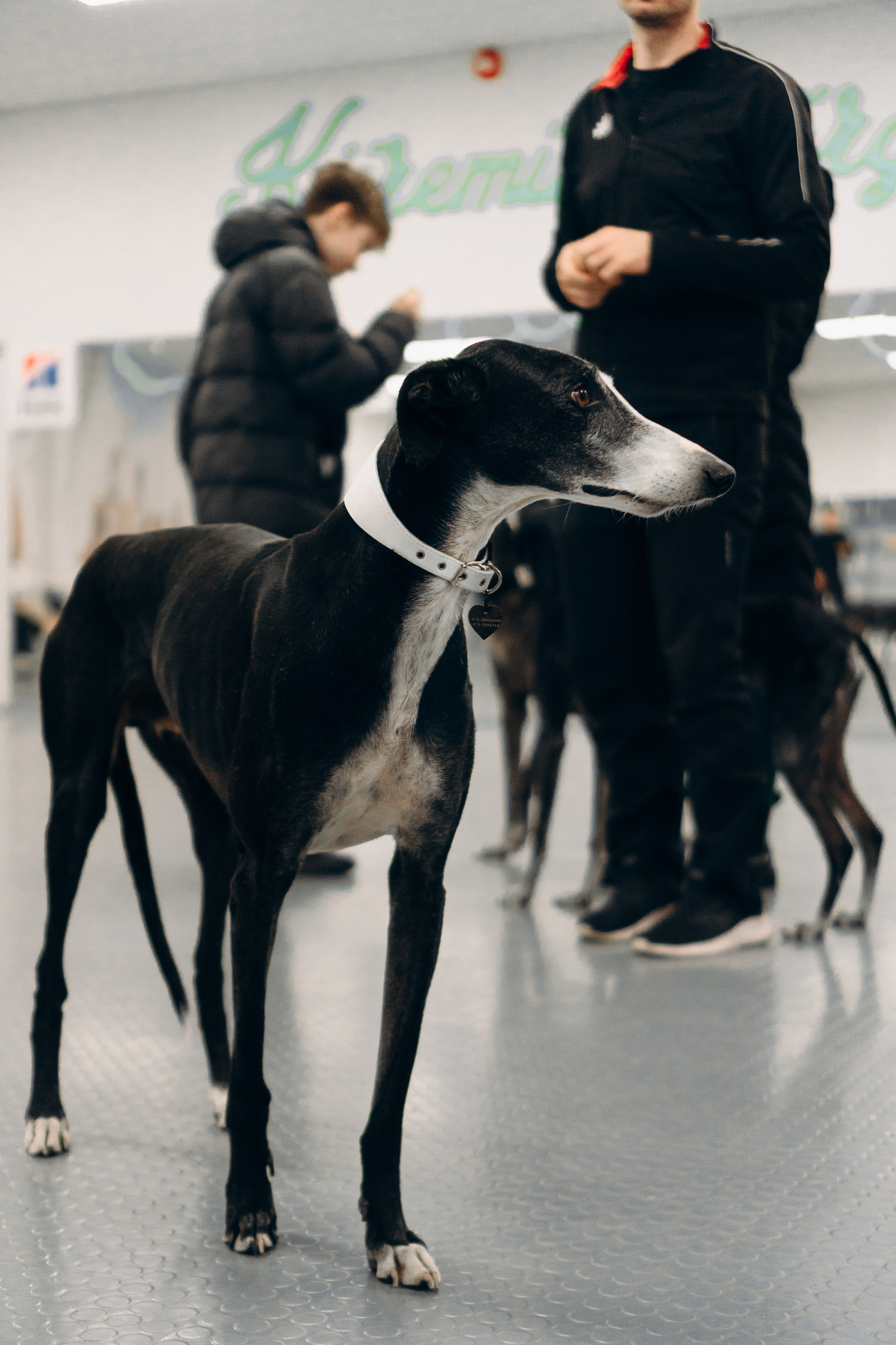 GalgoTreff / PetCity Rannamõisa, 13 apr. 2025. Kat Laisaar — Pet photographer in Tallinn