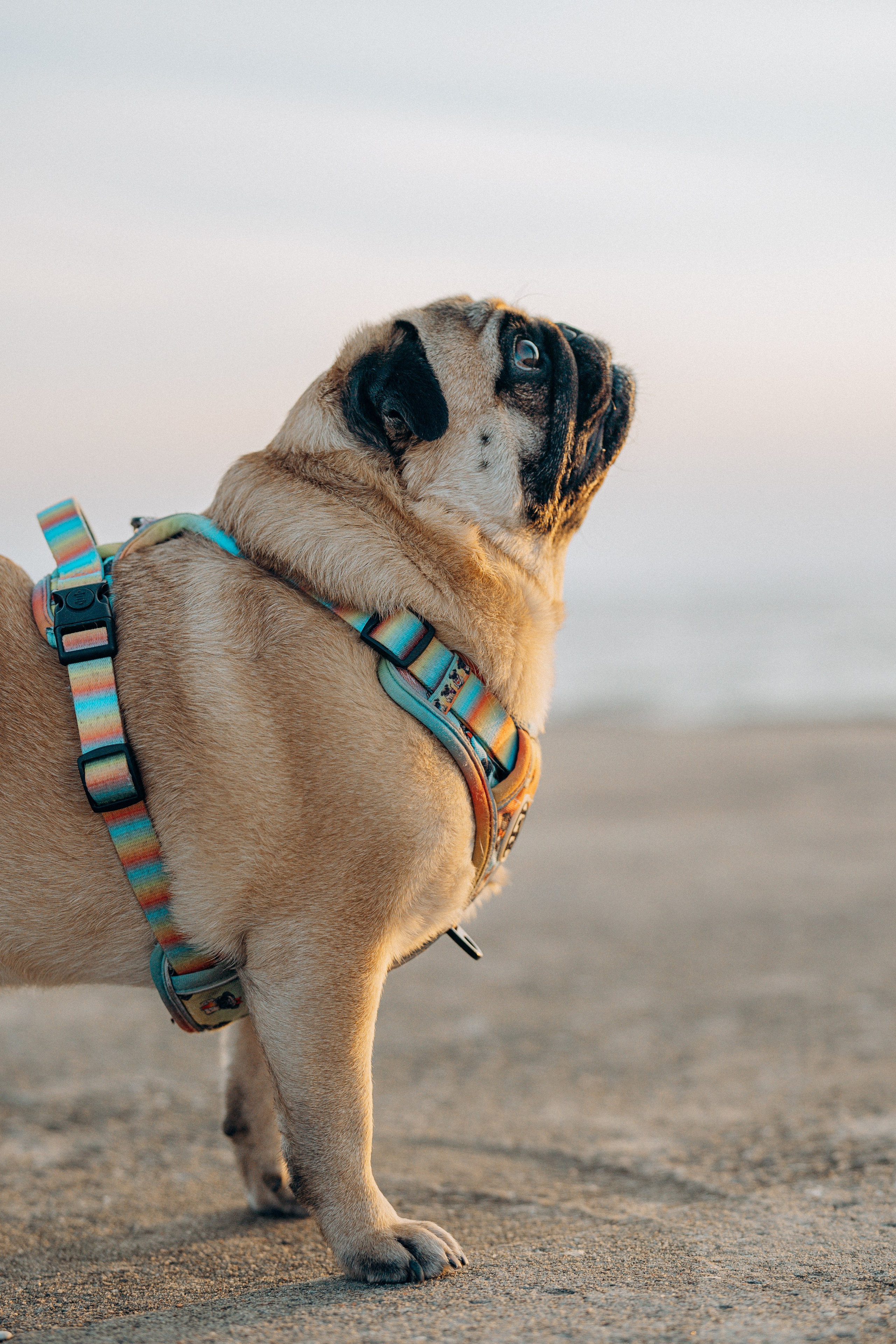 Frank, Tony, Katerina & Lev. Kat Laisaar — Pet photographer in Tallinn