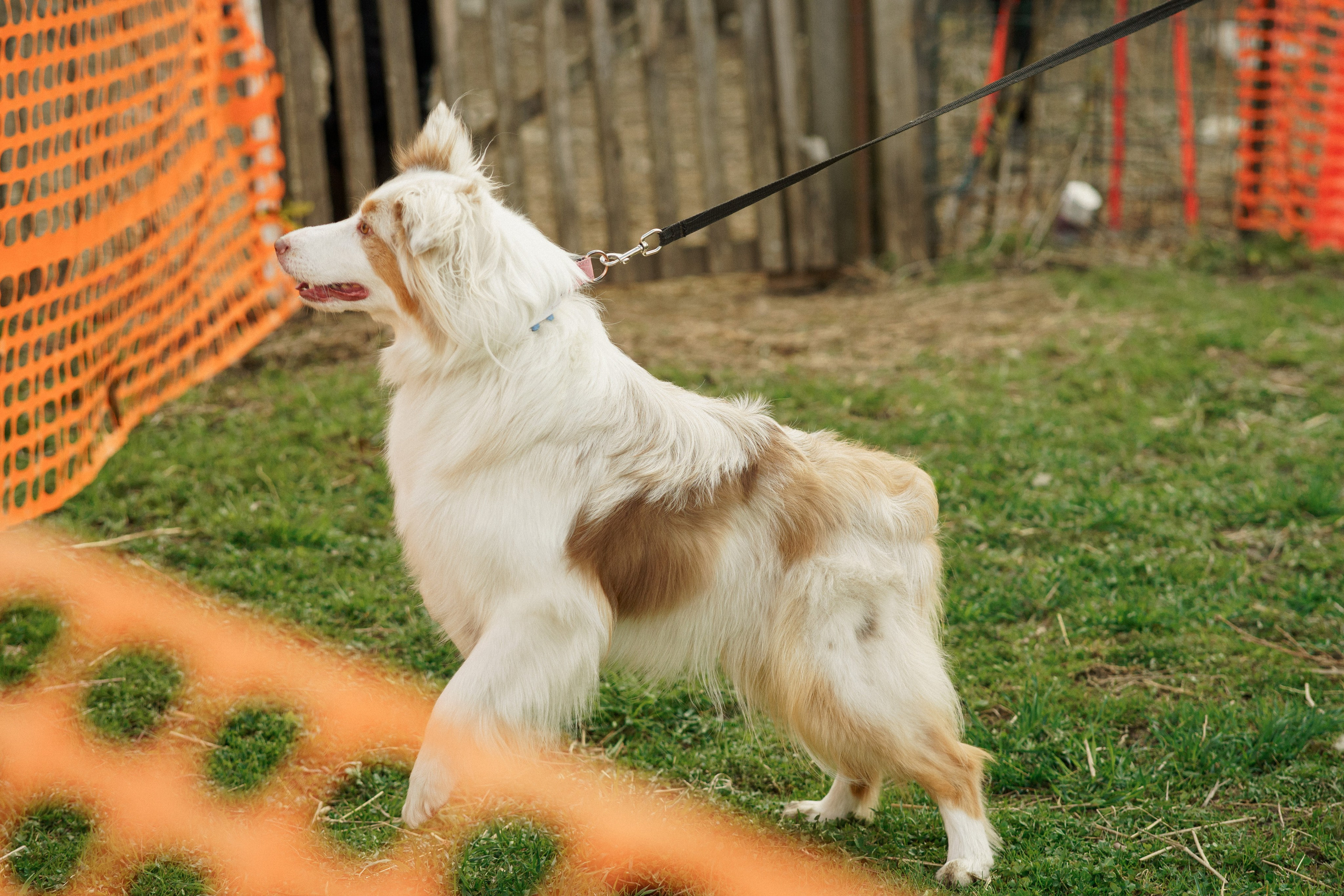 Herding Days, 26 apr. 2025. Kat Laisaar — Pet photographer in Tallinn