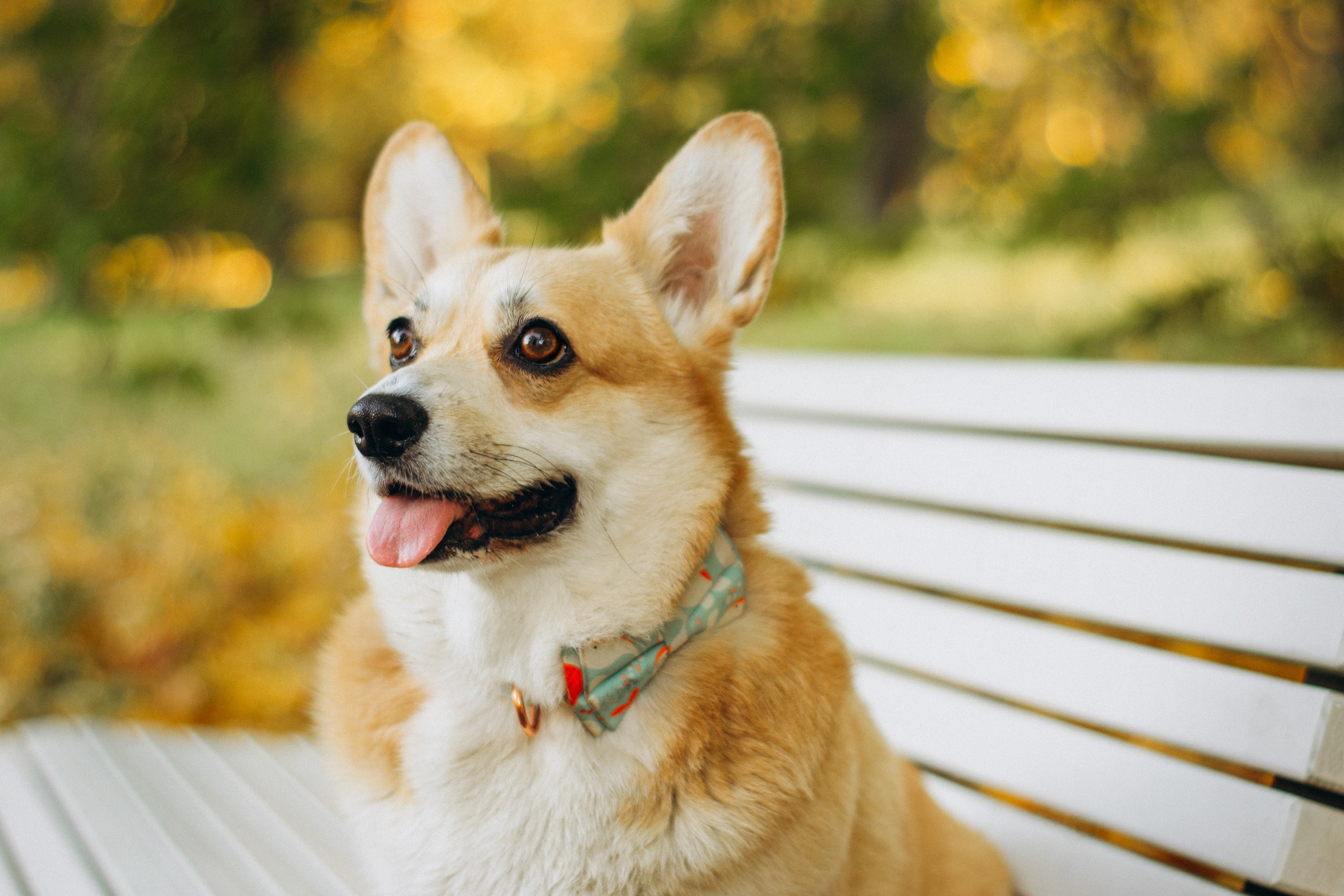 Irina and her Teffy, Pembroke Welsh Corgi. Kat Laisaar — Pet photographer in Tallinn