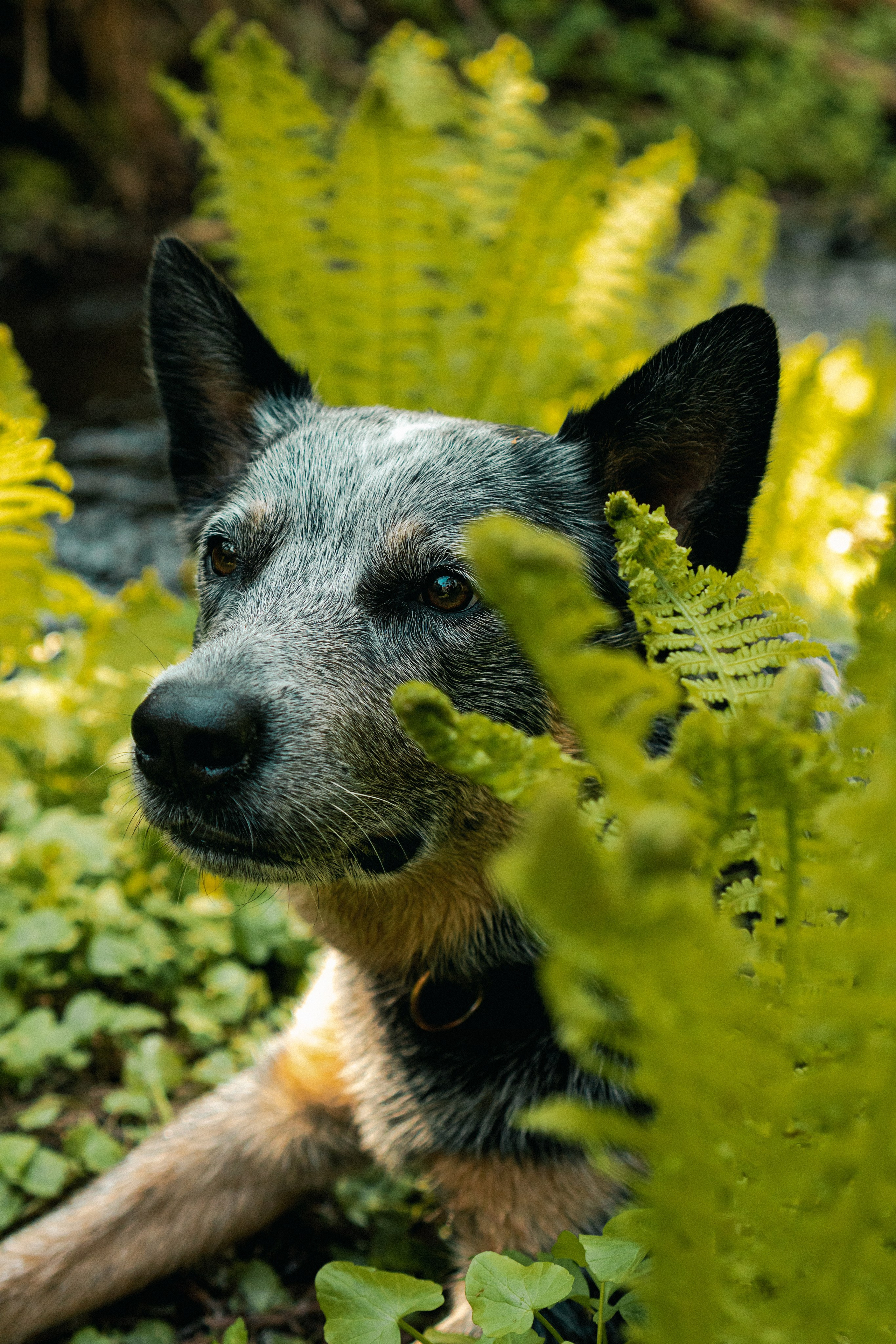 Oskar, Maria & Dmitrii. Kat Laisaar — Pet photographer in Tallinn