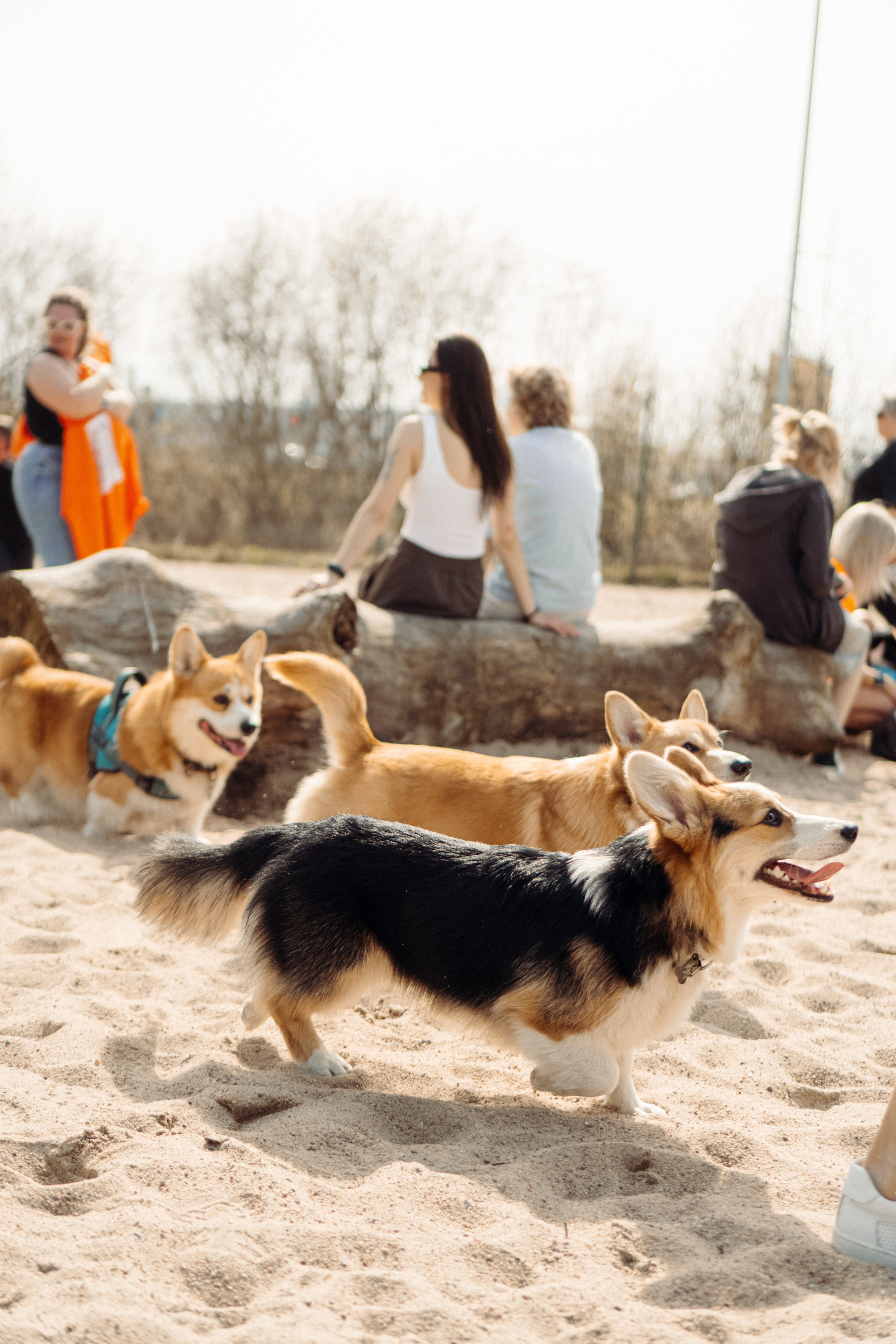 Corgi party, 18 apr. 2025. Kat Laisaar — Pet photographer in Tallinn
