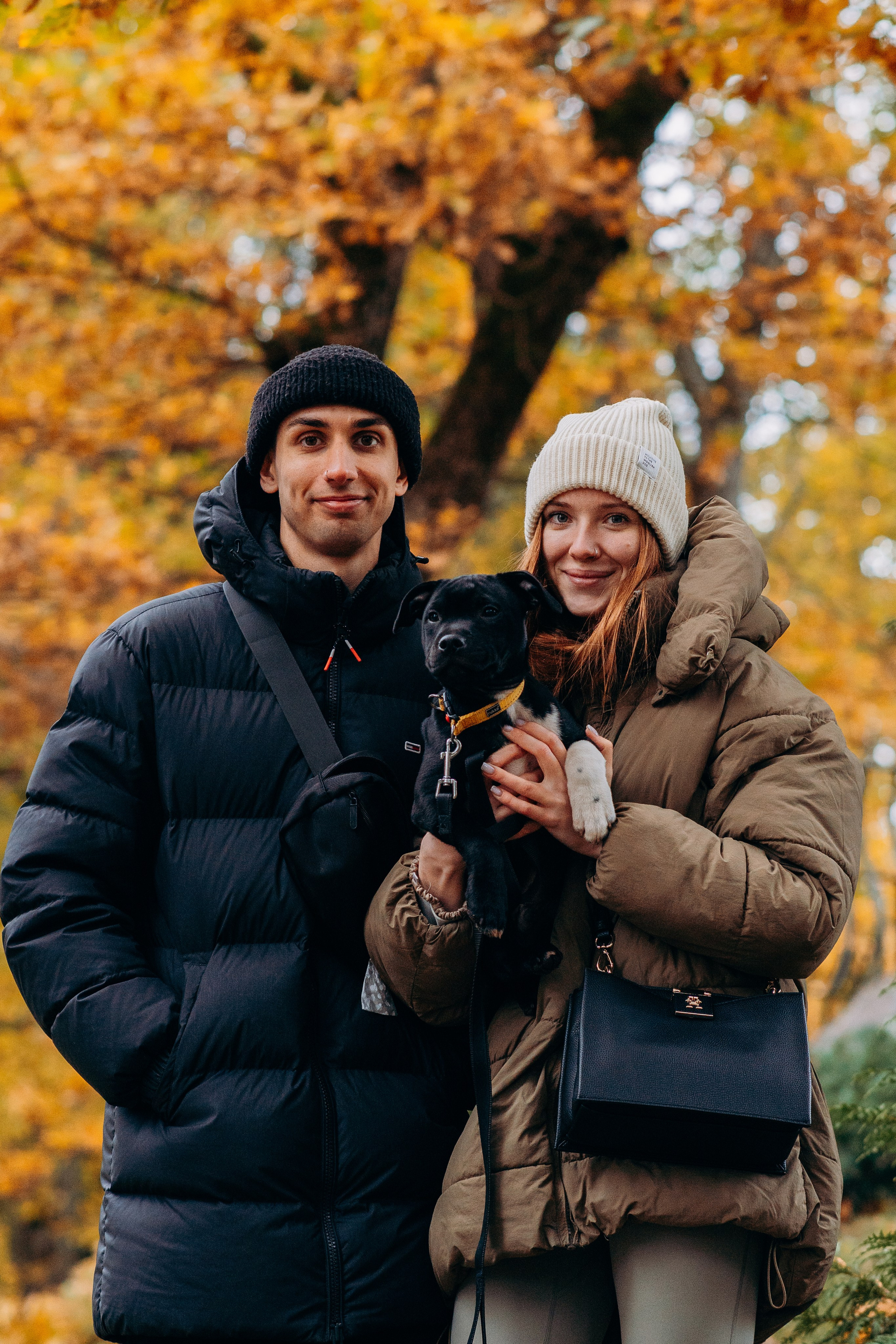 Staffordshire Bull Terriers Meetup. Kat Laisaar — Pet photographer in Tallinn
