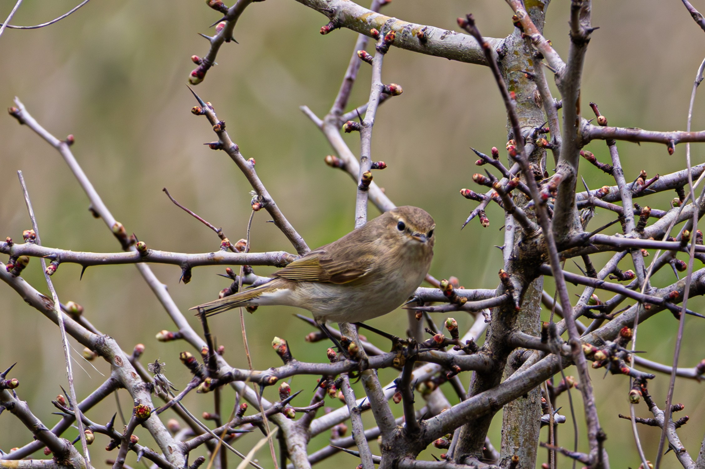საგაზაფხულო გასეირნება წავკისისწყალის ხეობაში. FramefreeMan