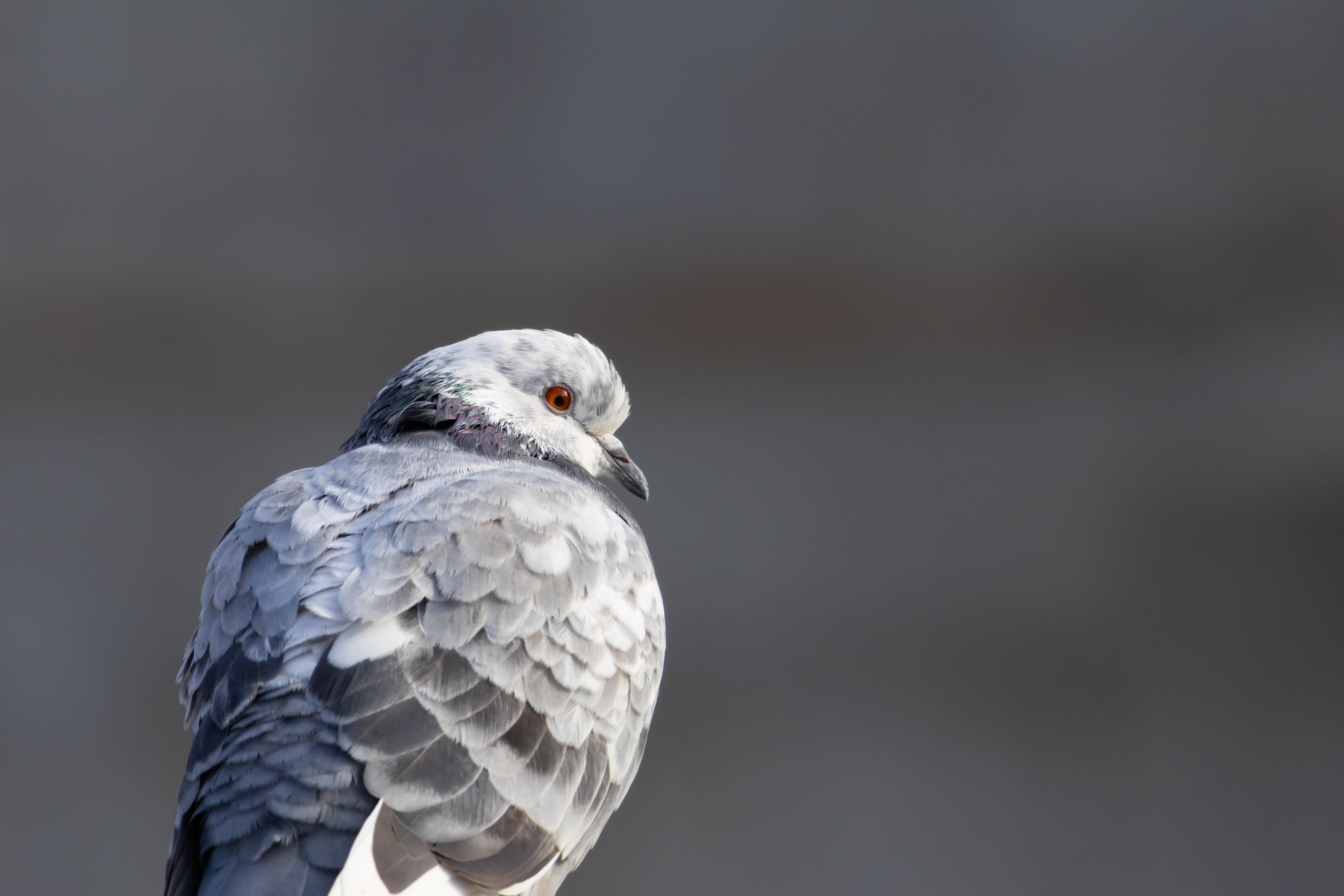 ბუნება. FramefreeMan