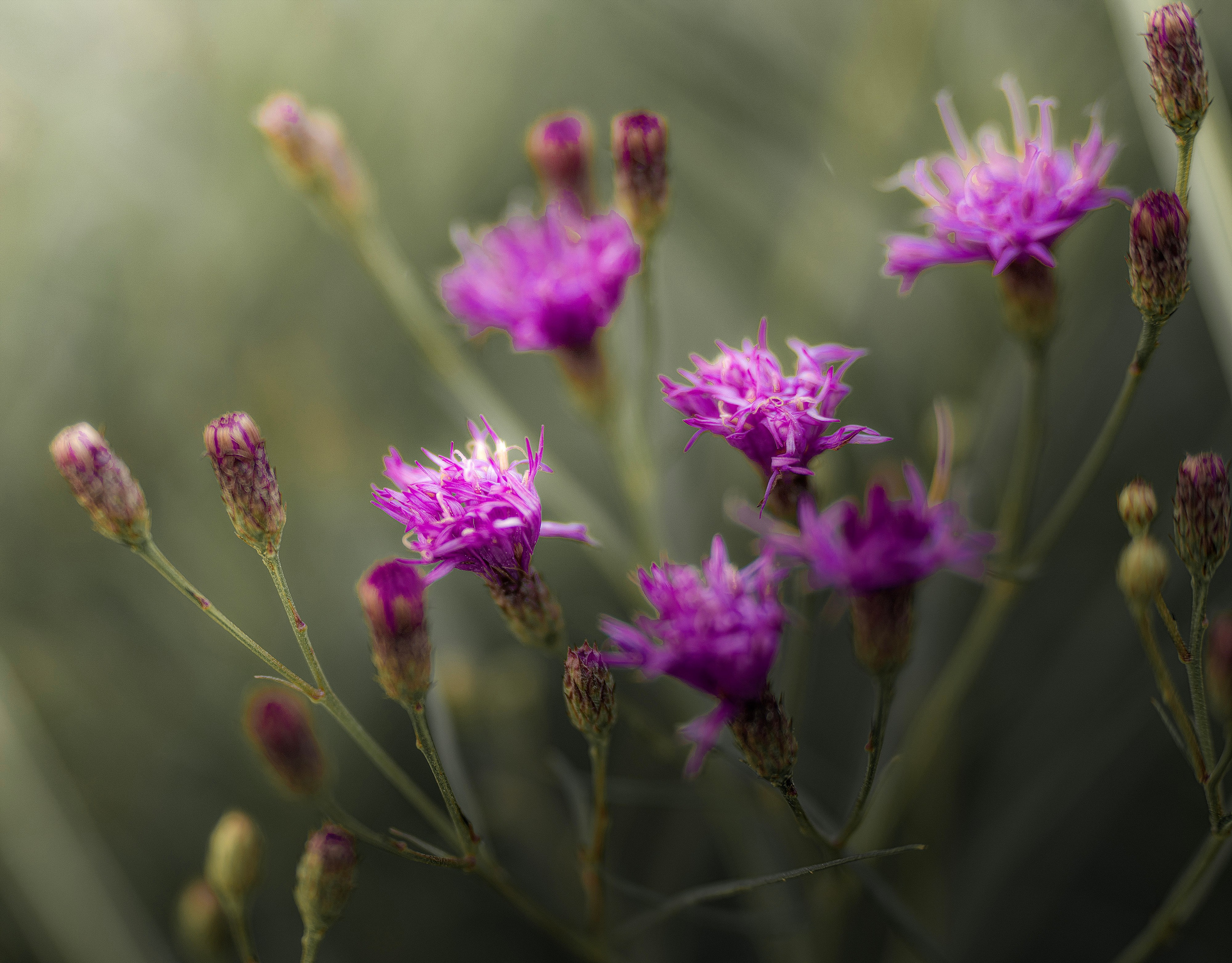 Blumen. LUKIN IGOR Photography