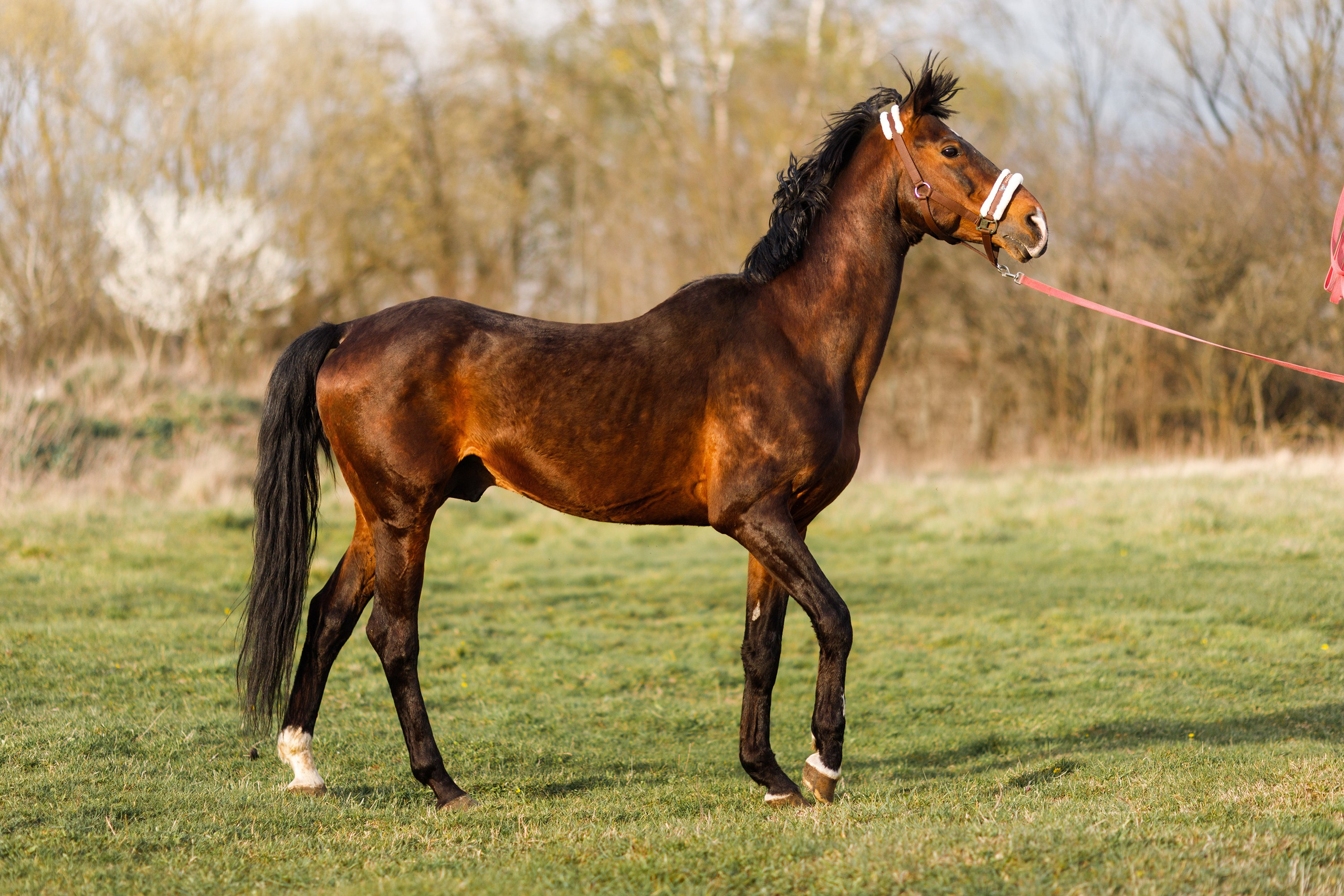 Vykup. Kaja | fotograf psów we Wrocławiu