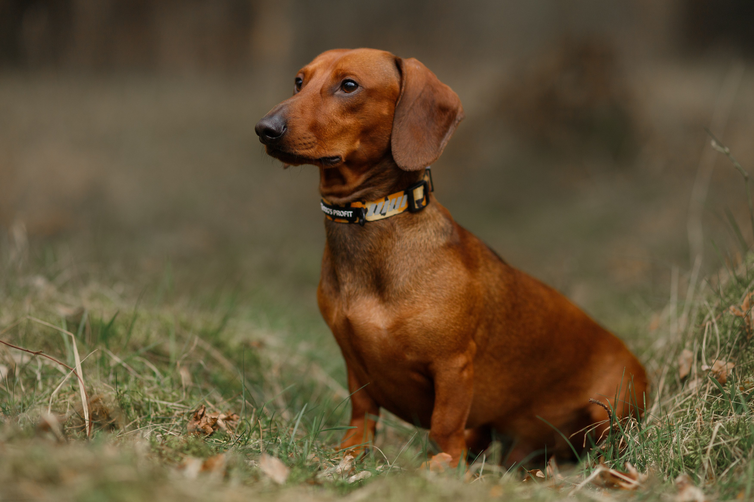 Ania, Franek & Vincent. Kaja | fotograf psów we Wrocławiu