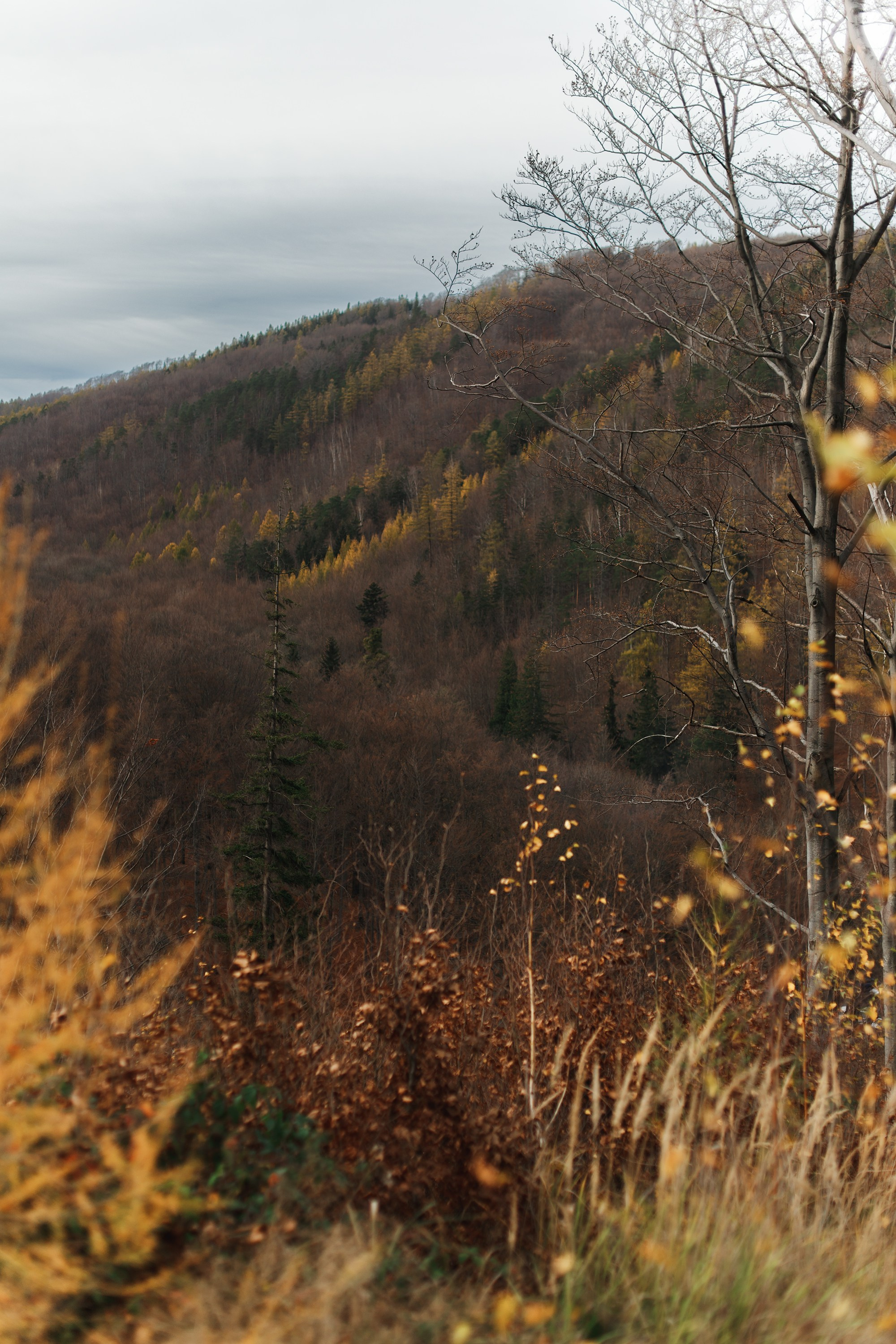 Sowie góry. Kaja | fotograf we Wrocławiu | ludzie i psy