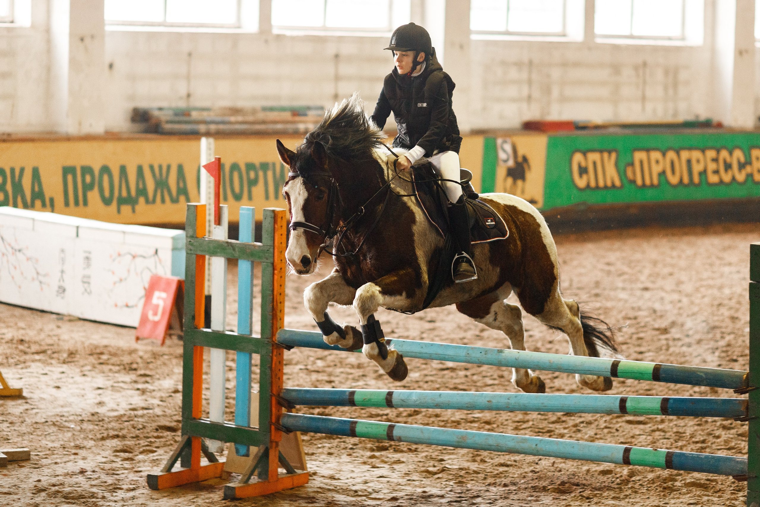 Winter show jumping in «Progress». Kaja | fotograf we Wrocławiu | ludzie i psy