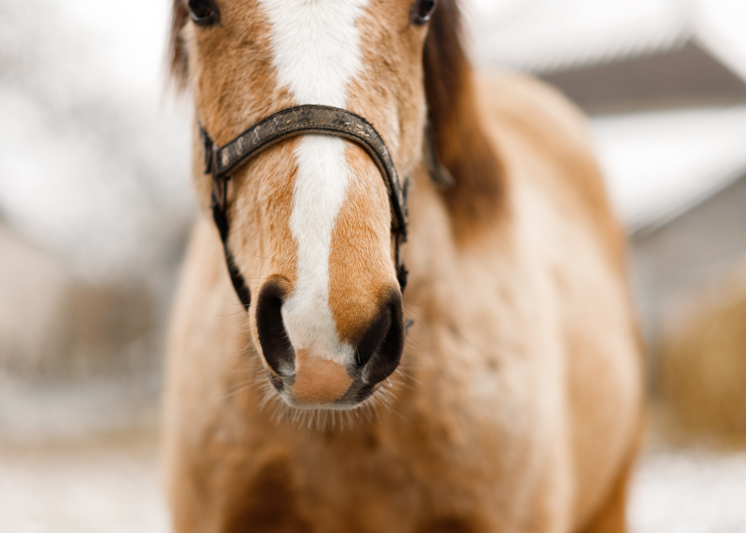 Winter stable. Kaja | fotograf psów we Wrocławiu