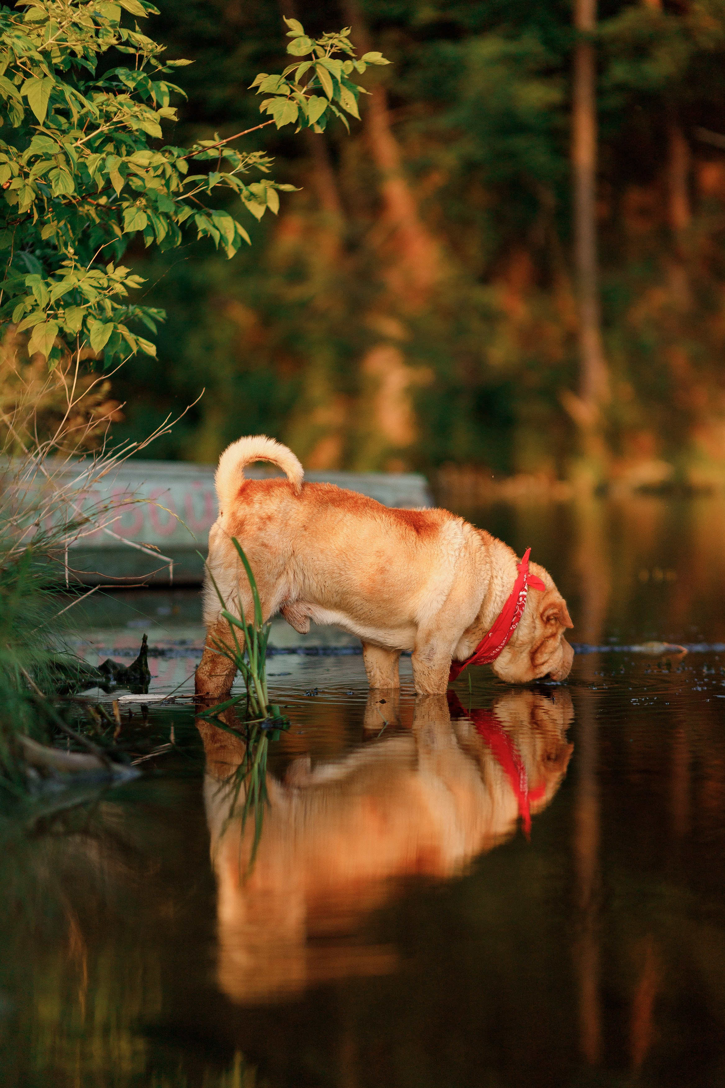 Nastya & Spark and Boss. Kaja | fotograf psów we Wrocławiu