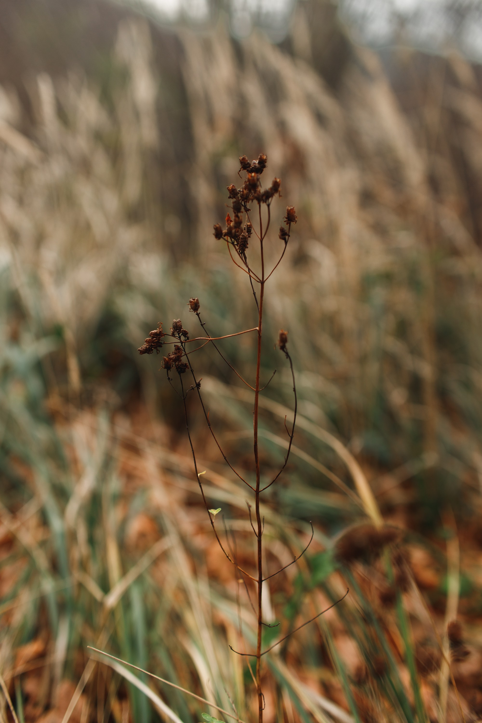 Sowie góry. Kaja | fotograf we Wrocławiu | ludzie i psy