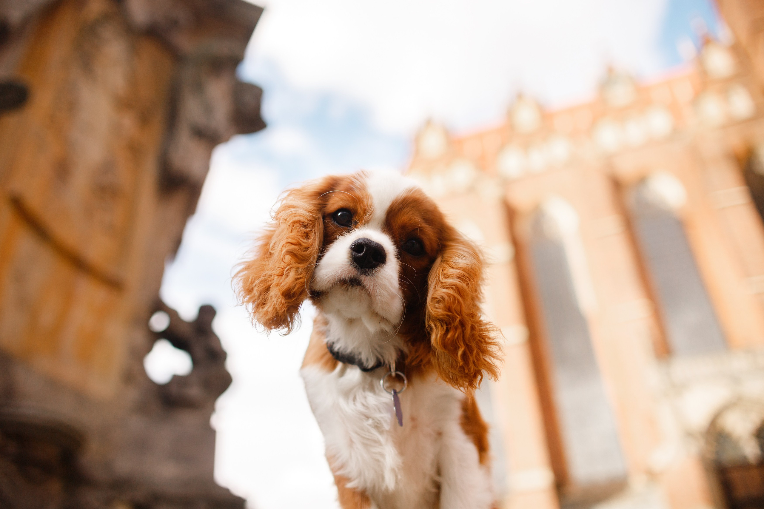 Uliana i Franklin. Kaja | fotograf we Wrocławiu | ludzie i psy