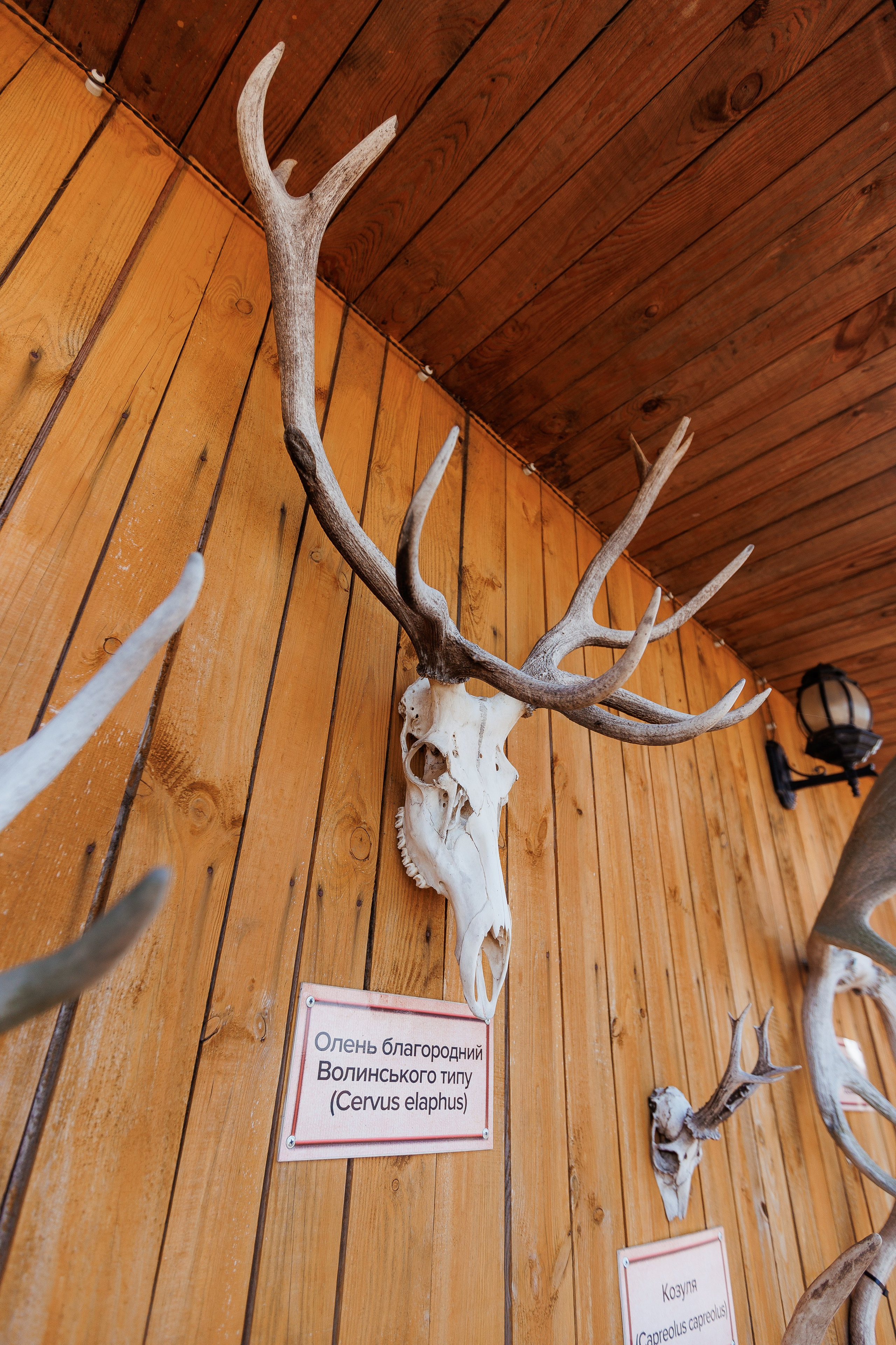 Екопарк Аміла. Ірина Терещук