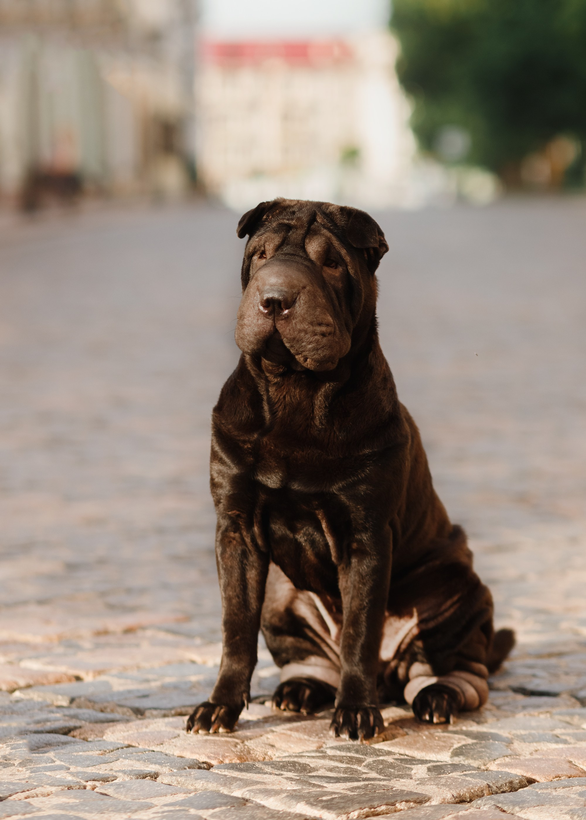 Shar pei in the city. Kaja | fotograf psów we Wrocławiu