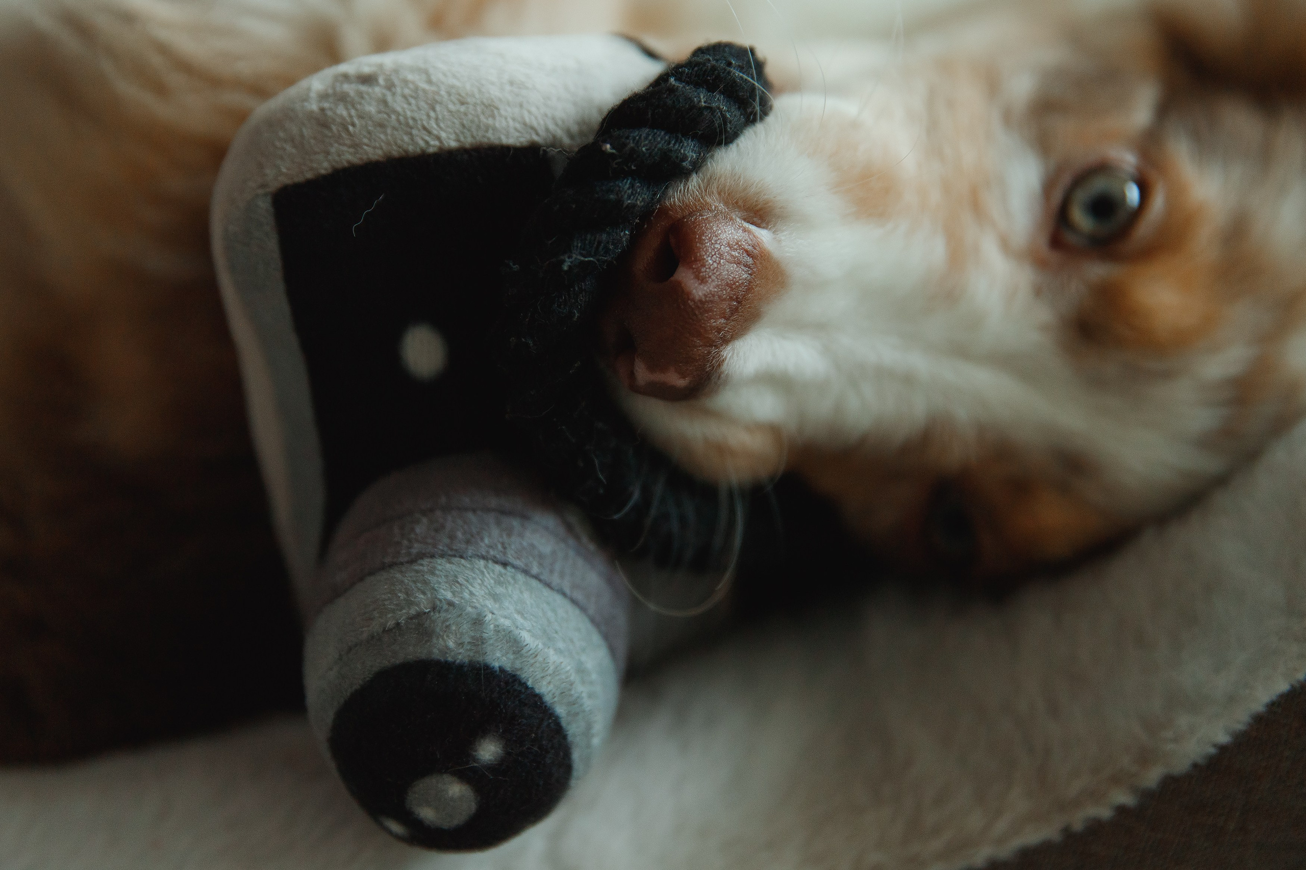 Fotografia psów Wrocław. Kaja | fotograf we Wrocławiu | ludzie i psy