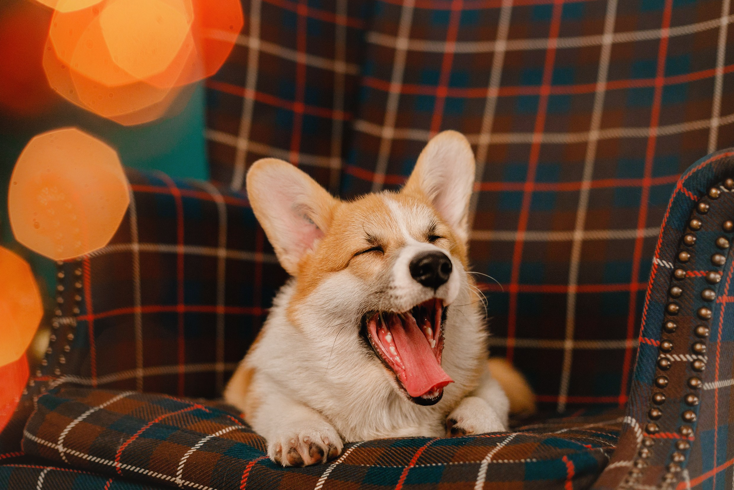 New Year corgis in studio. Kaja | fotograf we Wrocławiu | ludzie i psy