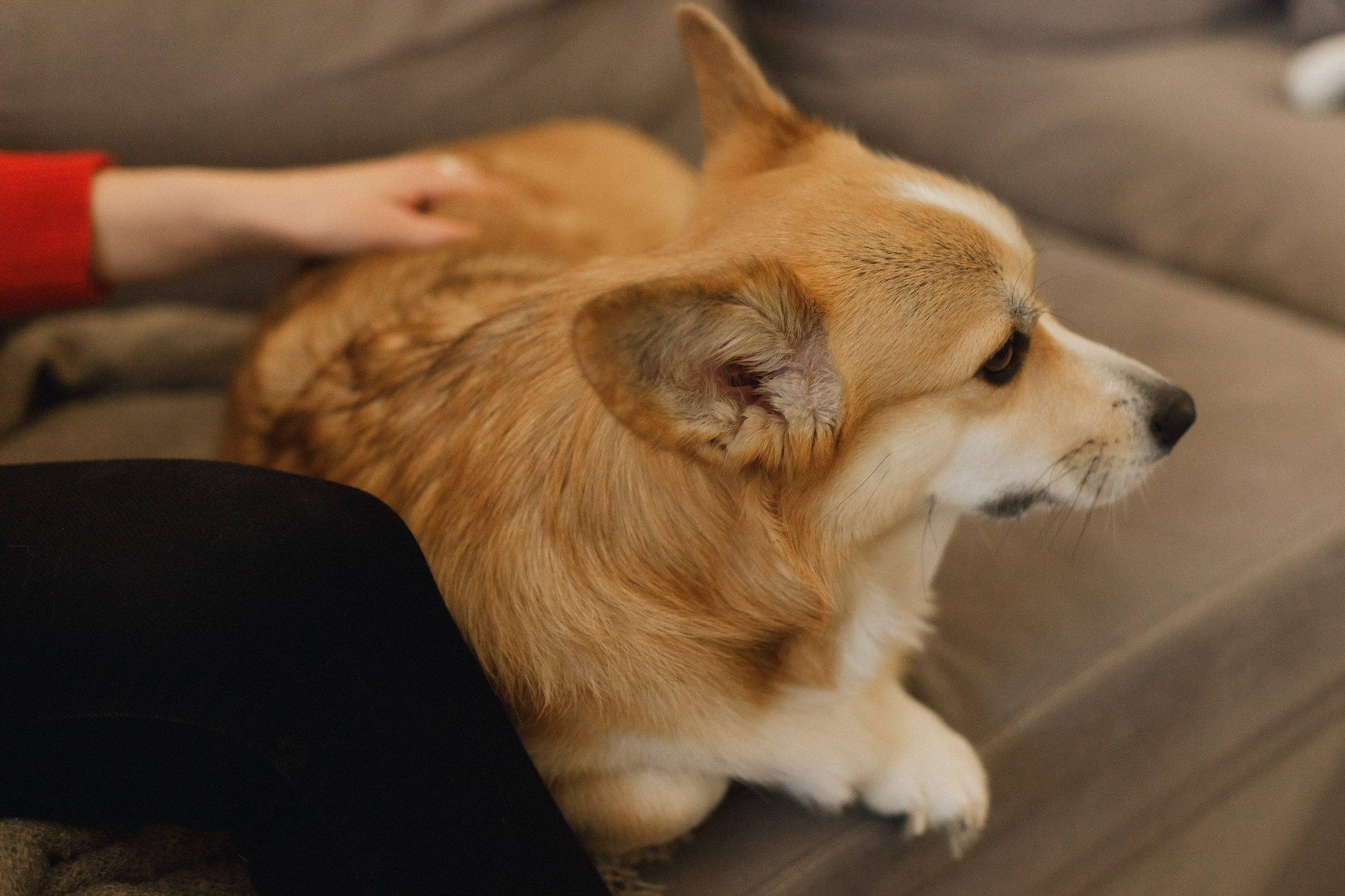 Dasha & Daisy. Kaja | fotograf psów we Wrocławiu