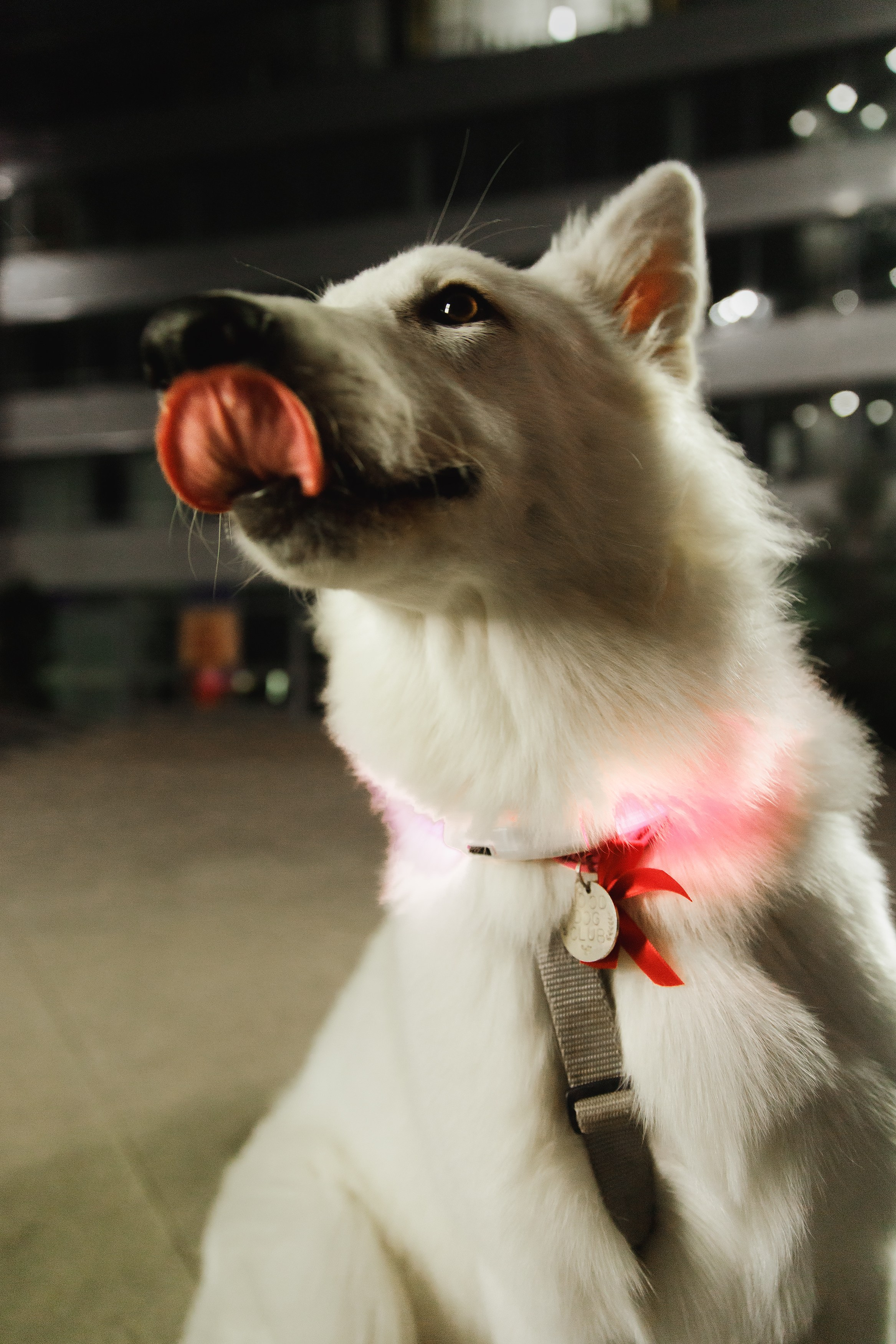 Astra in Leipzig. Kaja | fotograf we Wrocławiu | ludzie i psy