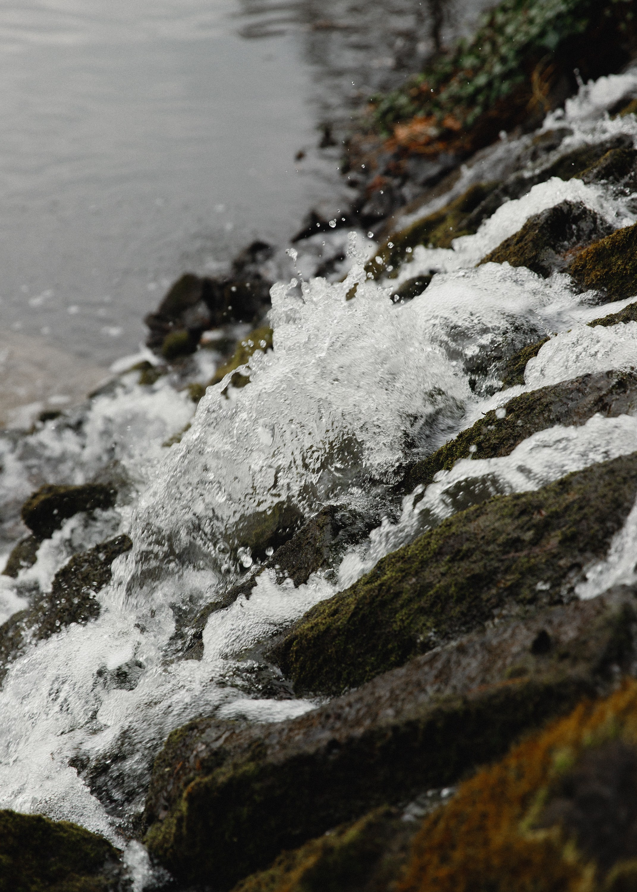 Botanical garden in Wroclaw. Kaja | fotograf we Wrocławiu | ludzie i psy