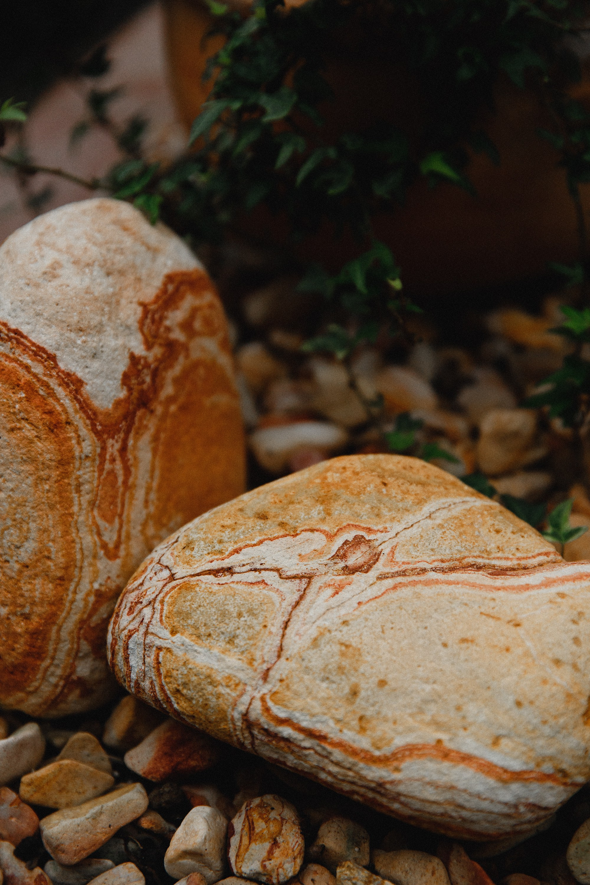 Botanical garden in Wroclaw. Kaja | fotograf we Wrocławiu | ludzie i psy