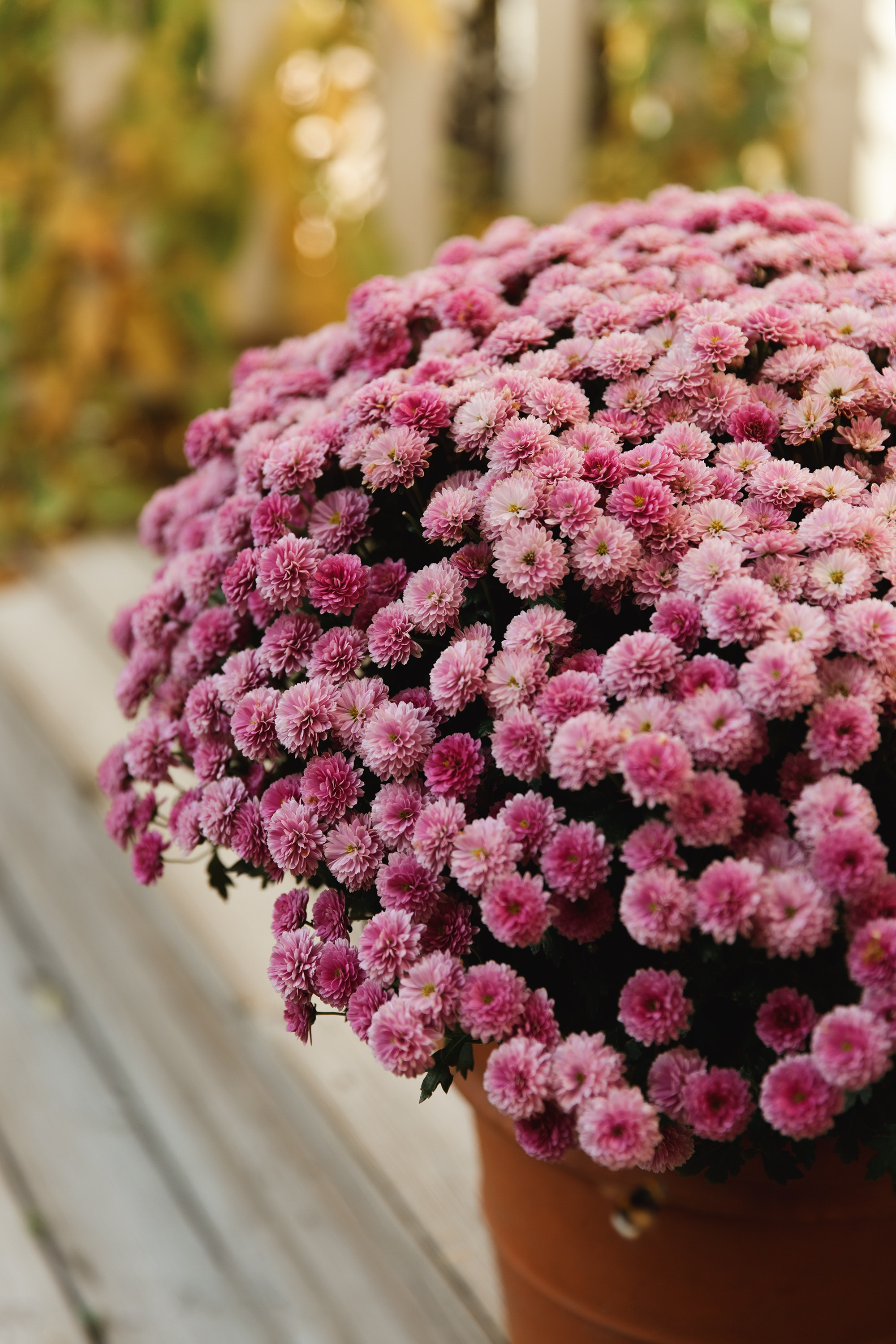 Turku. Kaja | fotograf psów we Wrocławiu