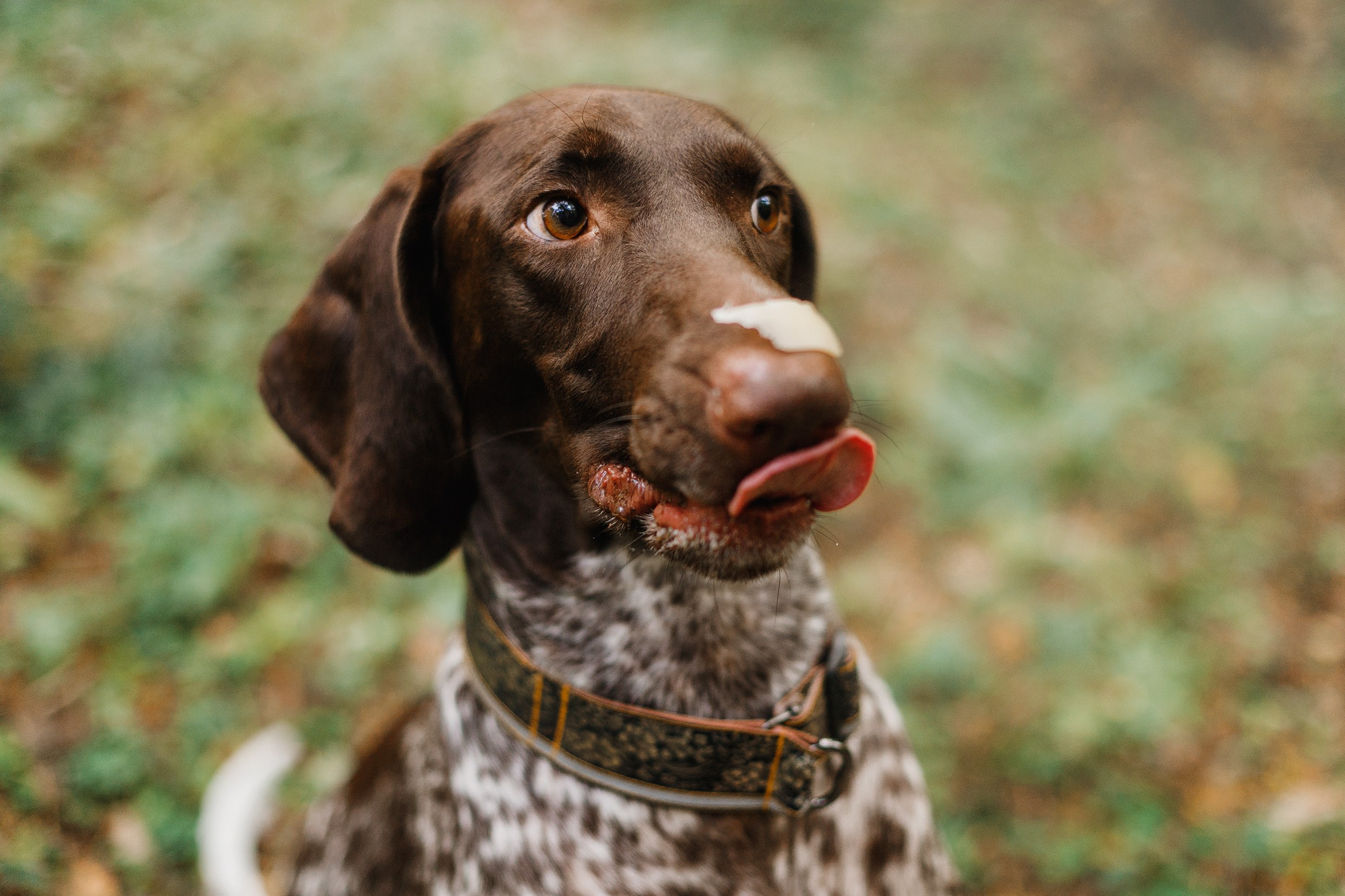 «Kasmach» dogs ammunition. Kaja | fotograf we Wrocławiu | ludzie i psy