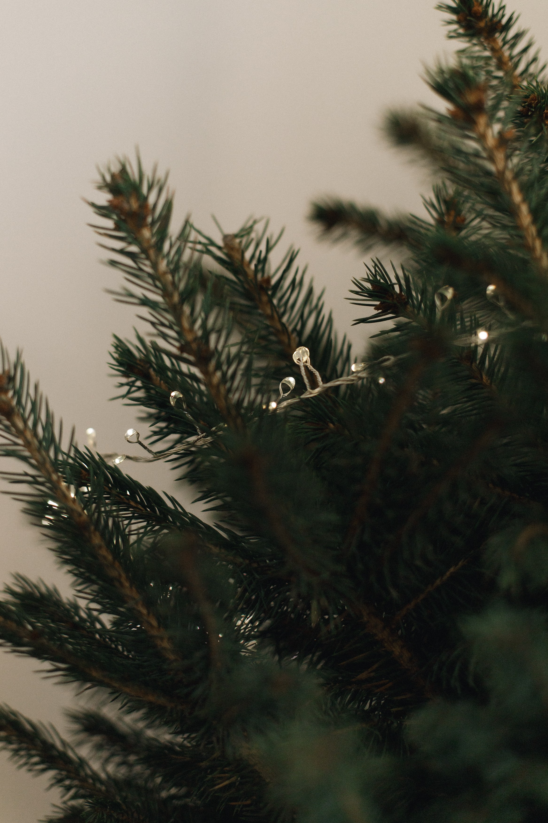 Dasha & Daisy. Kaja | fotograf psów we Wrocławiu